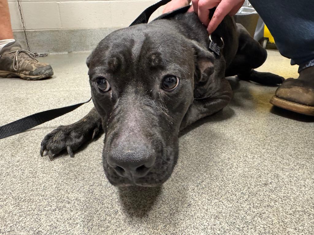 Madison, Adoptable, Adult Female Cane Corso.