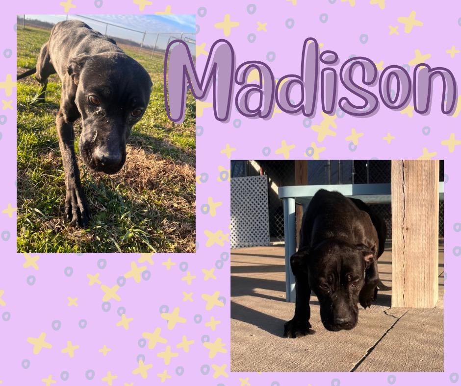 Enlarge Madison, a Adoptable mixed breed in Hopkinsville, KY image 2/4