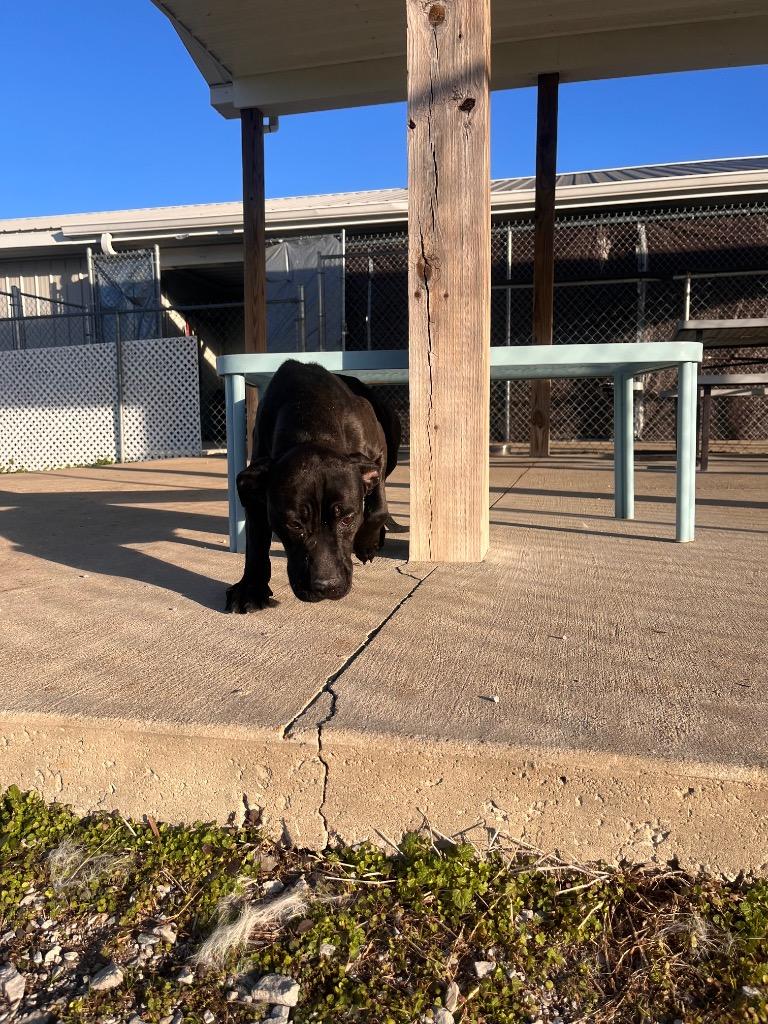 Enlarge Madison, a Adoptable mixed breed in Hopkinsville, KY image 3/4