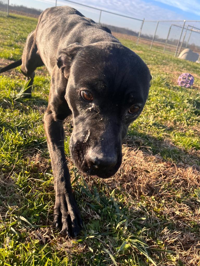 Enlarge Madison, a Adoptable mixed breed in Hopkinsville, KY image 4/4
