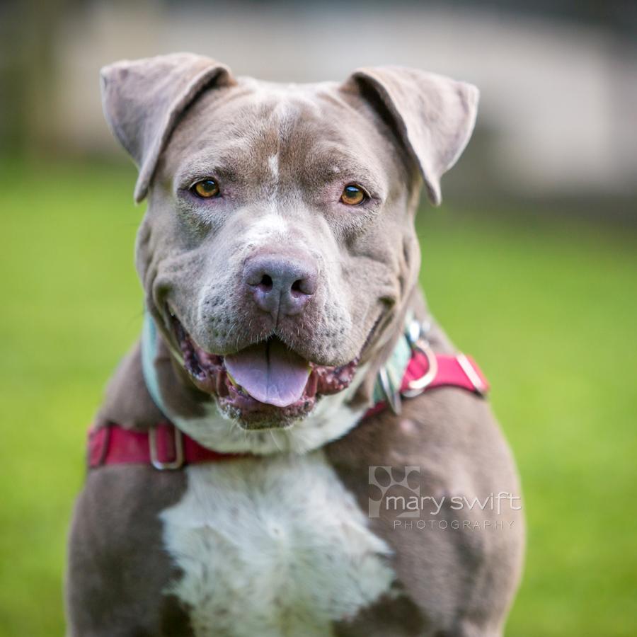 Sky, adoptable, Adult Female Pit Bull Terrier.