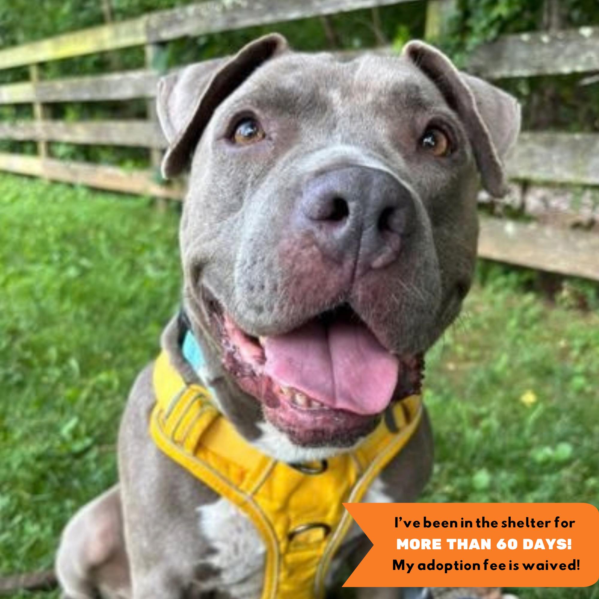 Sky, Adoptable, Adult Female Pit Bull Terrier.