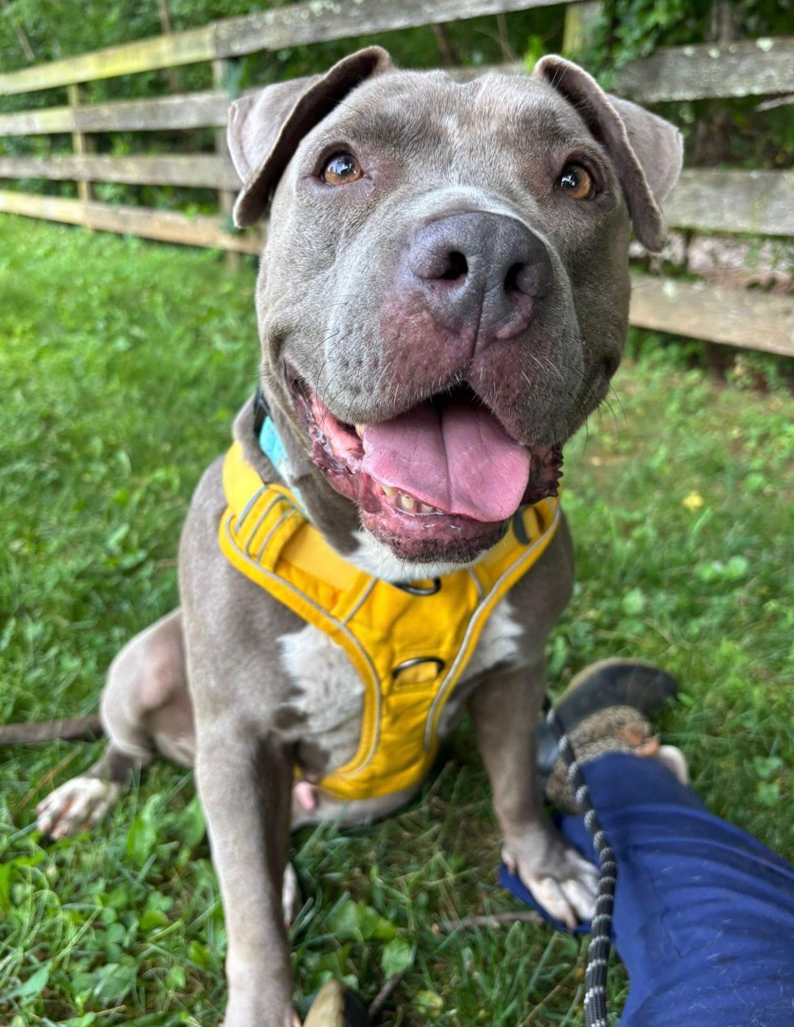 Enlarge Sky, an adoptable Pit Bull Terrier in Reisterstown, MD image 3/3