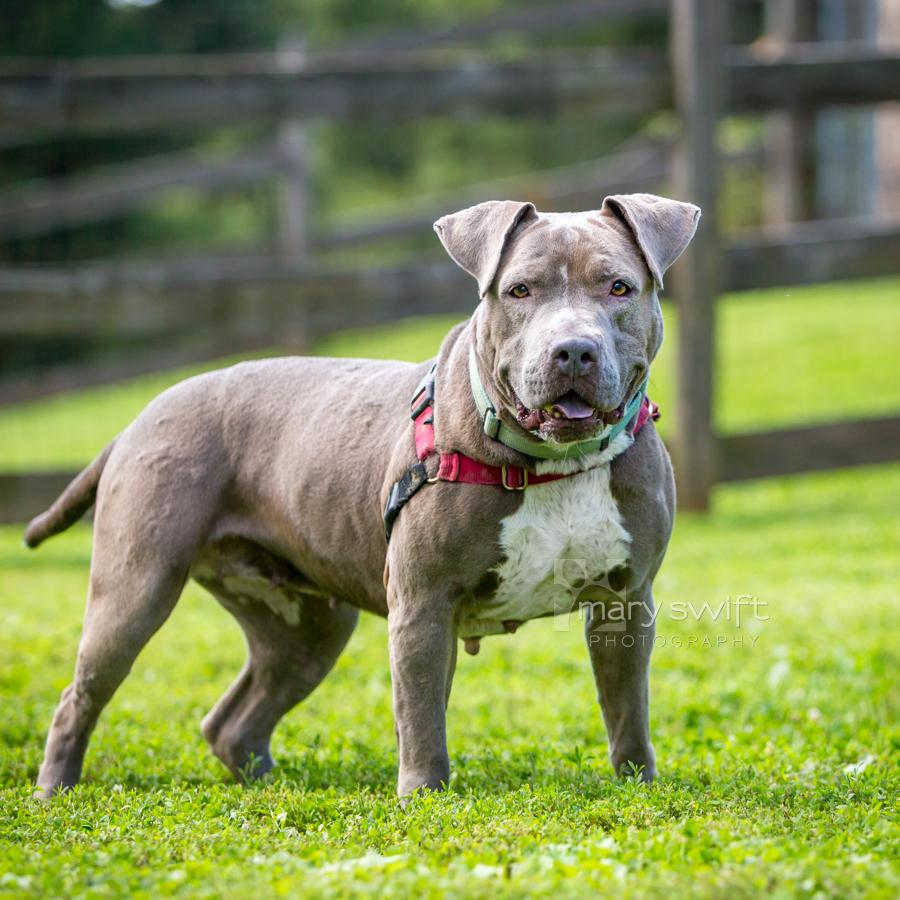 Enlarge Sky, an adoptable Pit Bull Terrier in Reisterstown, MD image 2/3