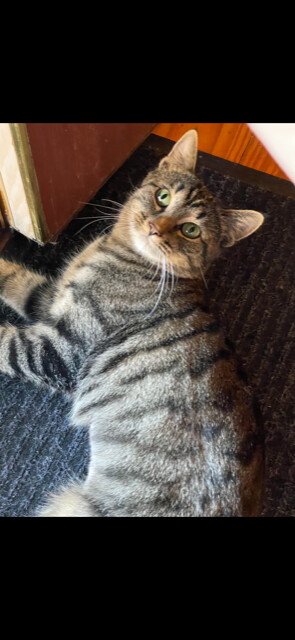 Enlarge Athena, a Adoptable Domestic Short Hair in Franklinville, NJ image 1/6