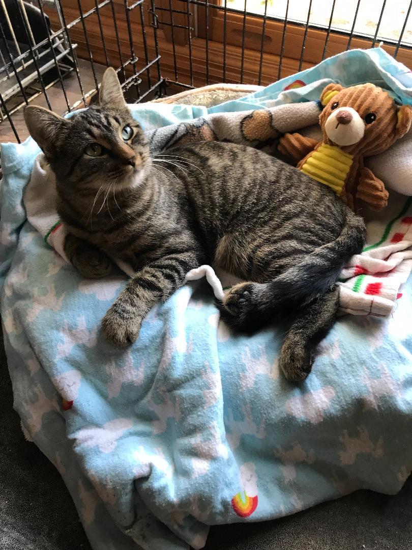 Enlarge Athena, a Adoptable Domestic Short Hair in Franklinville, NJ image 2/6