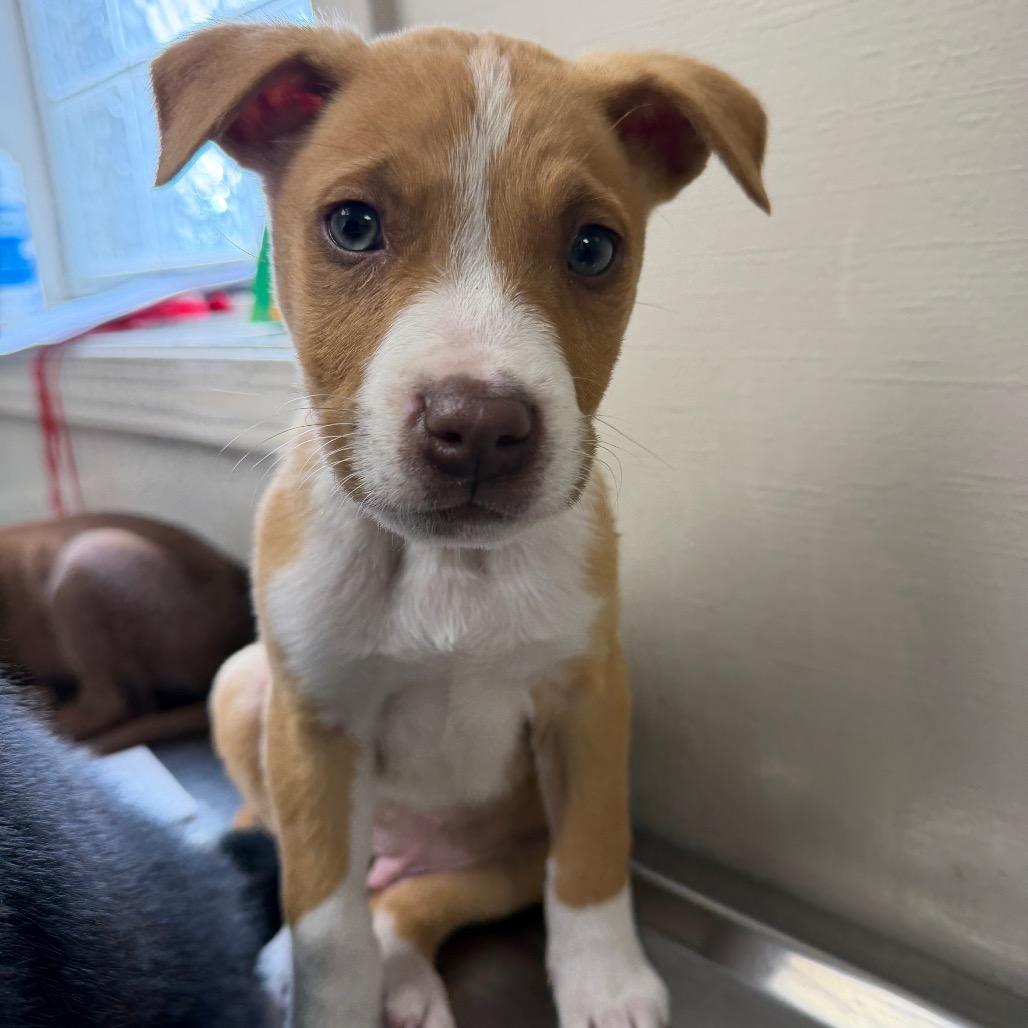 Blondie — thumbnail 2