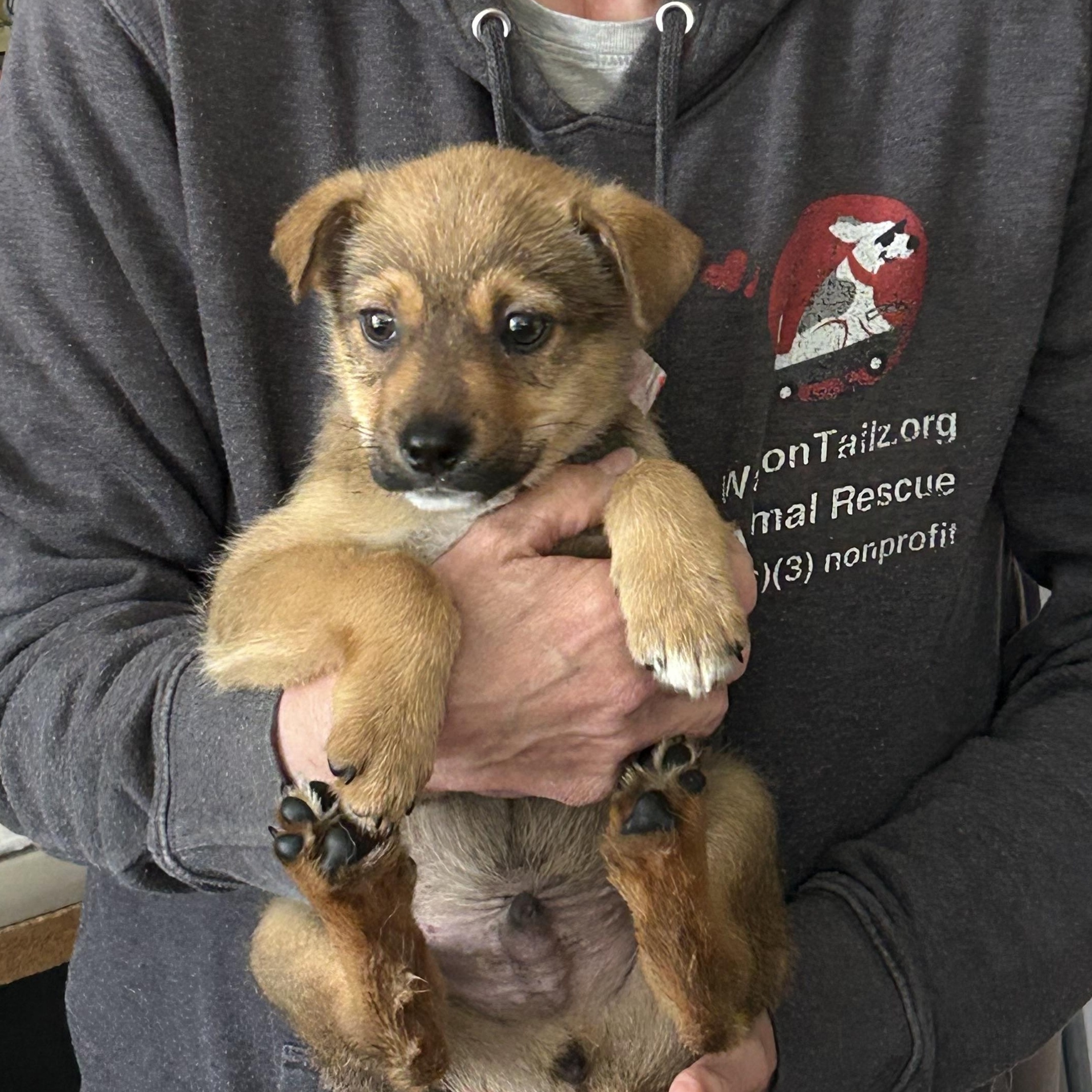 Enlarge Monterey (Monty), a Adoptable mixed breed in West Grove, PA image 4/4
