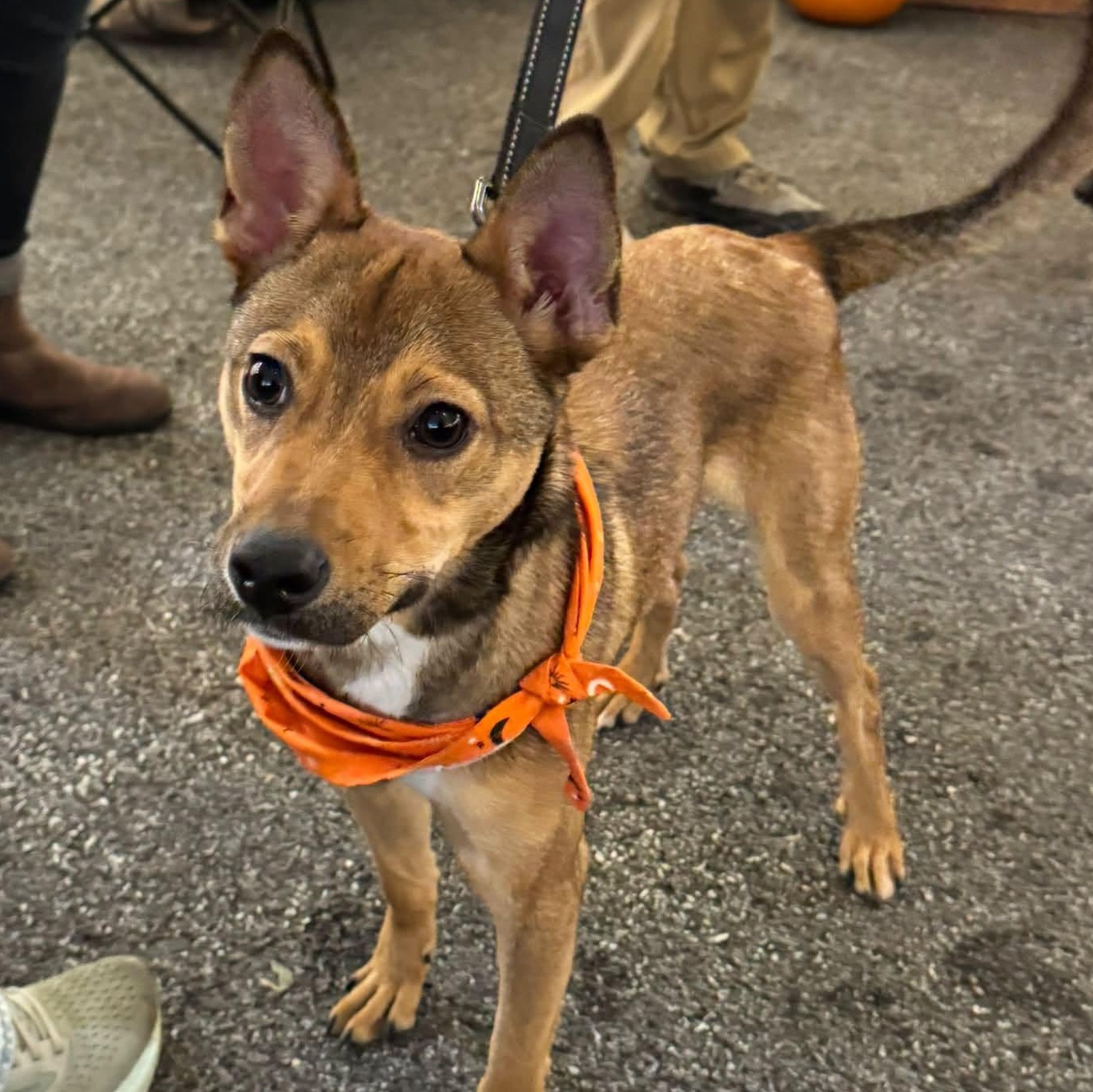 Monterey (Monty), Adoptable, Young Male Australian Shepherd.