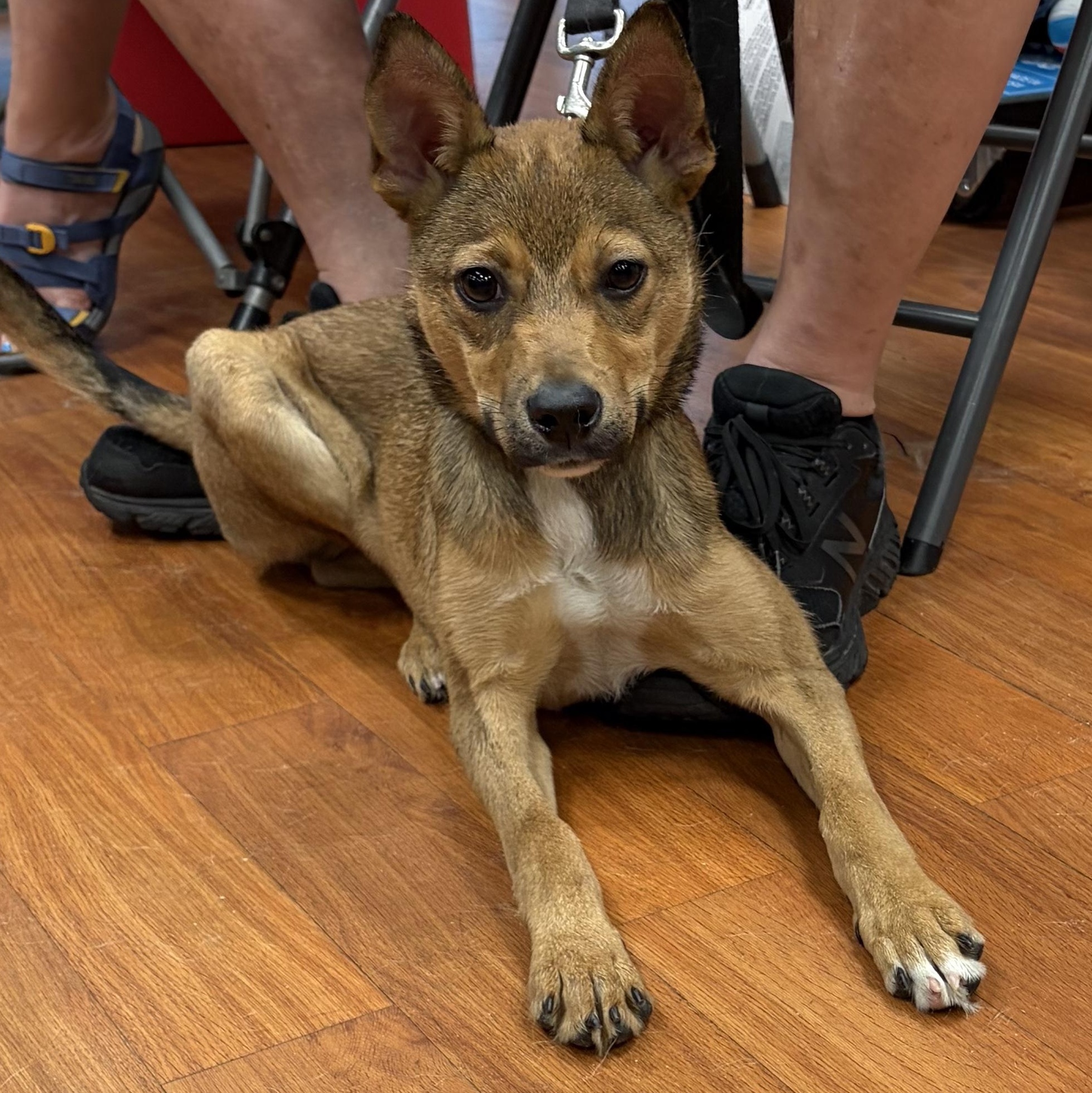 Enlarge Monterey (Monty), a Adoptable mixed breed in West Grove, PA image 3/4