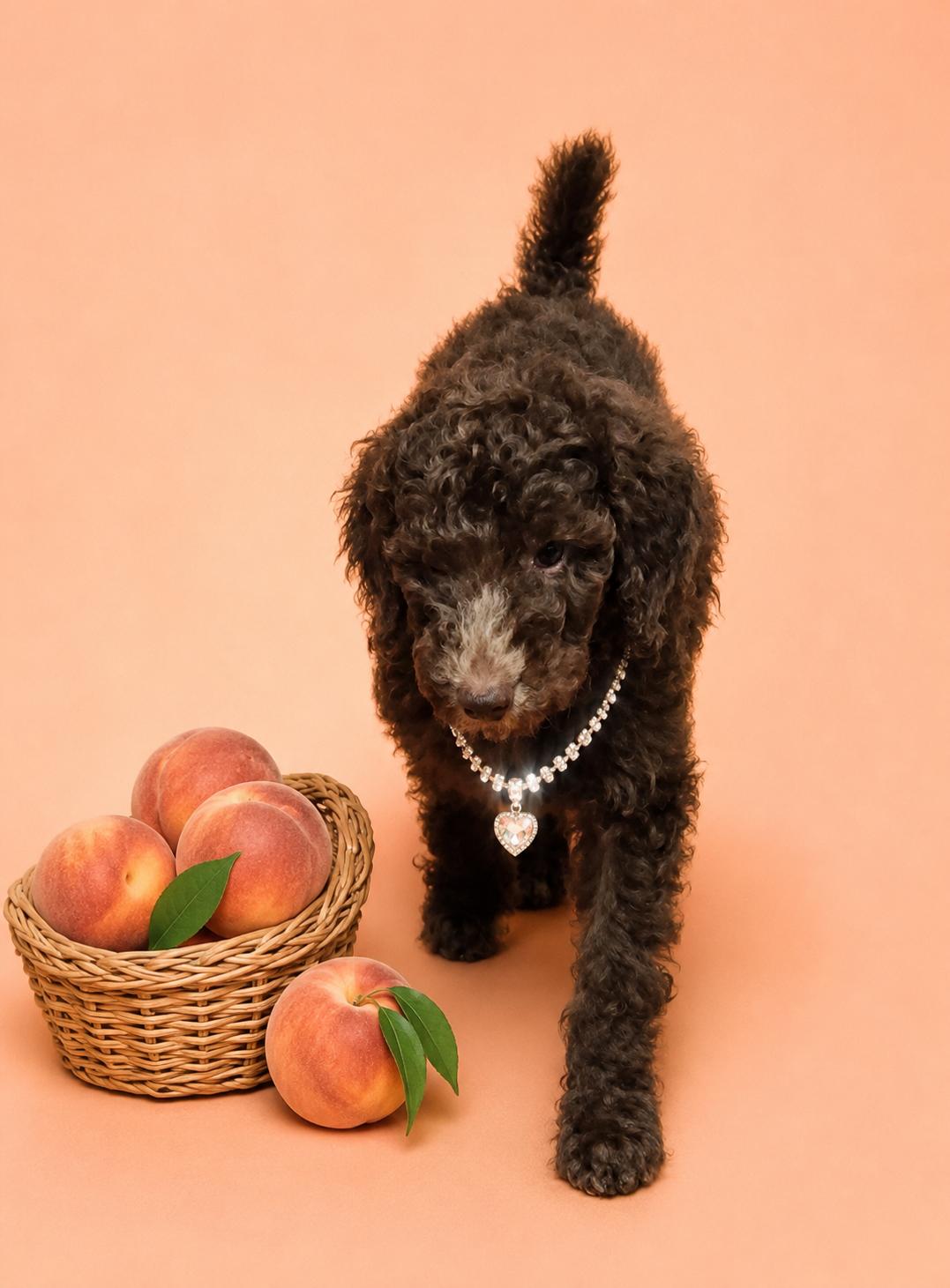 Enlarge Josette, an adopted Poodle in North Augusta, SC image 1/1