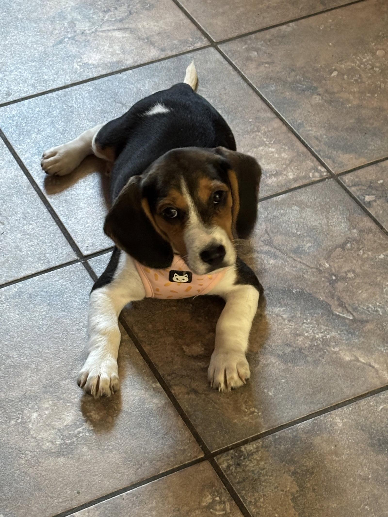 Beatrice - Adoption Pending, Adoptable, Puppy Female Beagle.