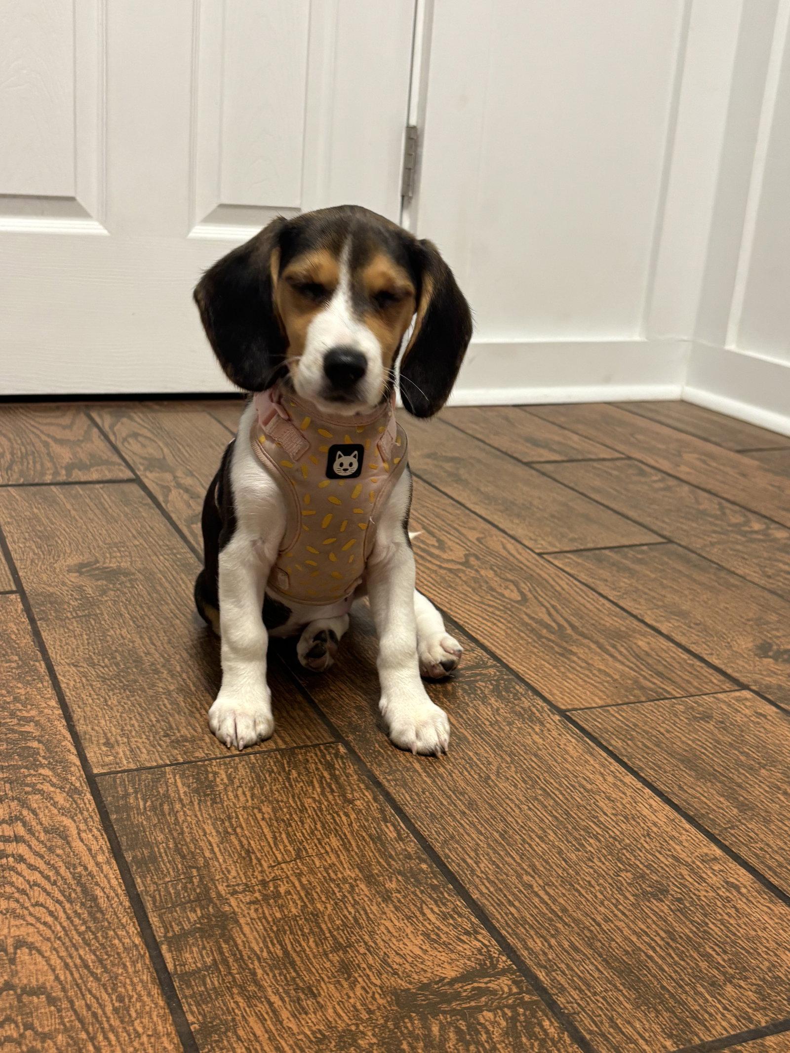 Enlarge Beatrice - Adoption Pending, a Adoptable Beagle in Florence, KY image 2/3