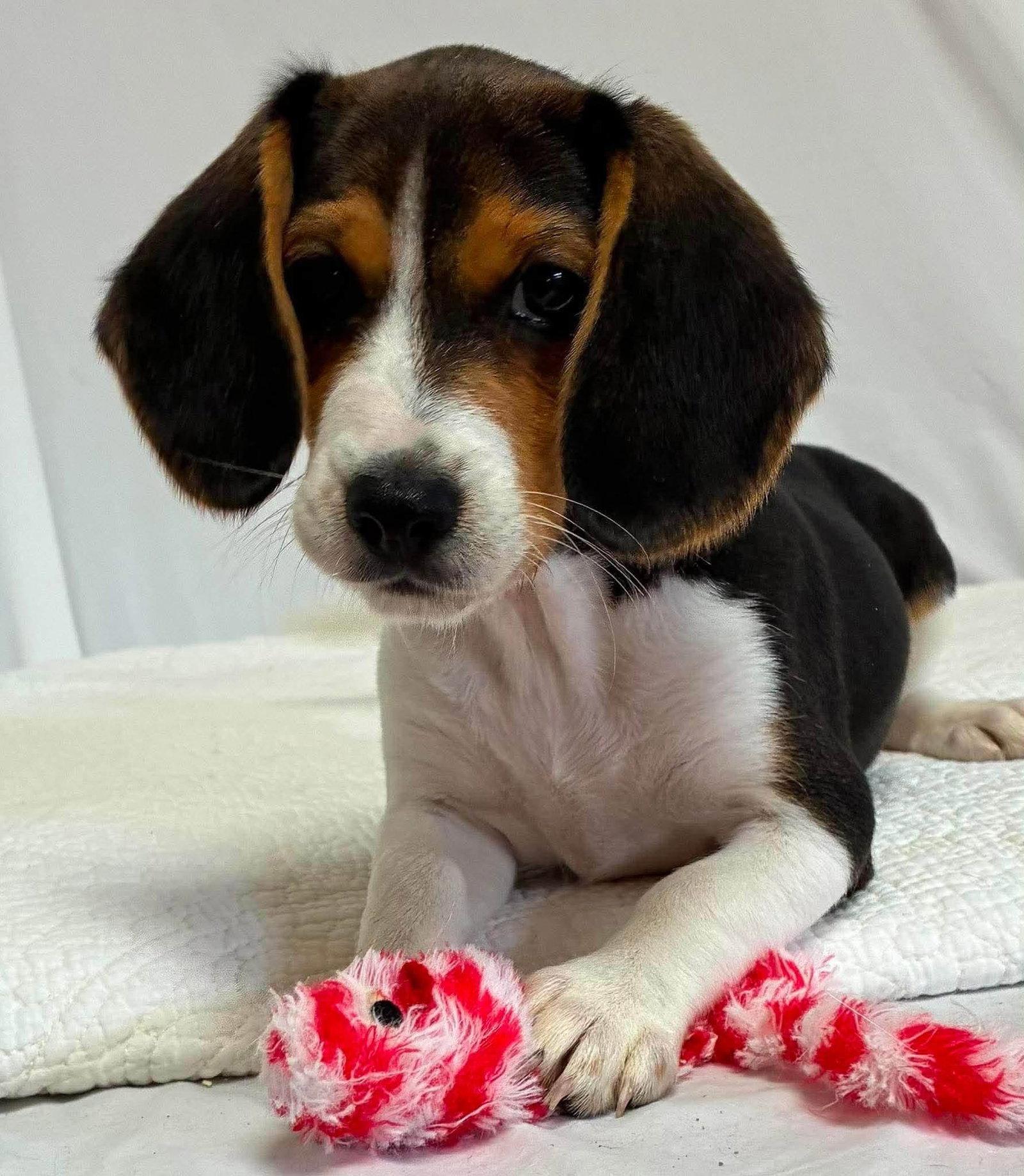 Enlarge Beatrice - Adoption Pending, a Adoptable Beagle in Florence, KY image 3/3