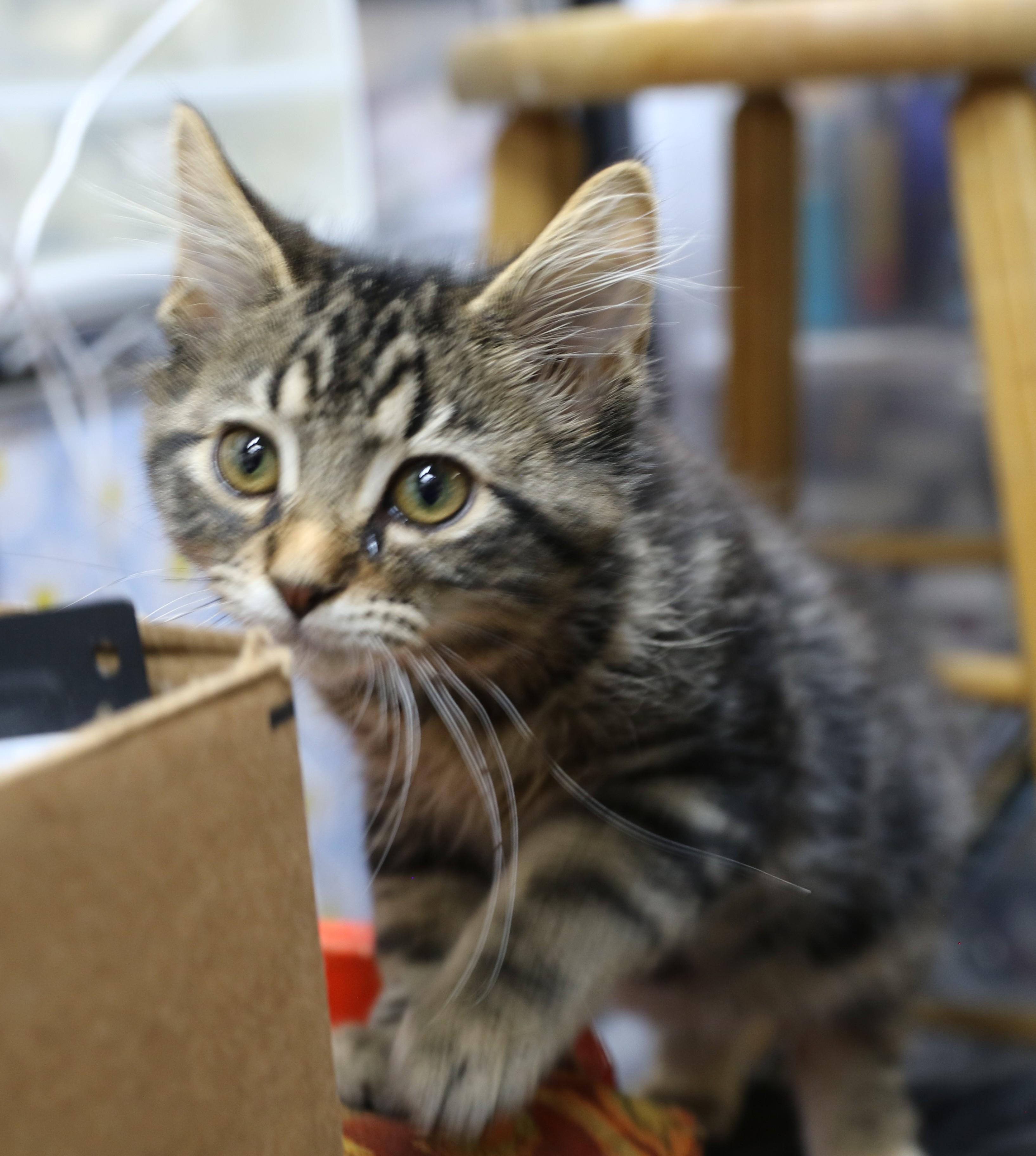 Kenny, ADOPTABLE, Young Male Maine Coon & Tabby.