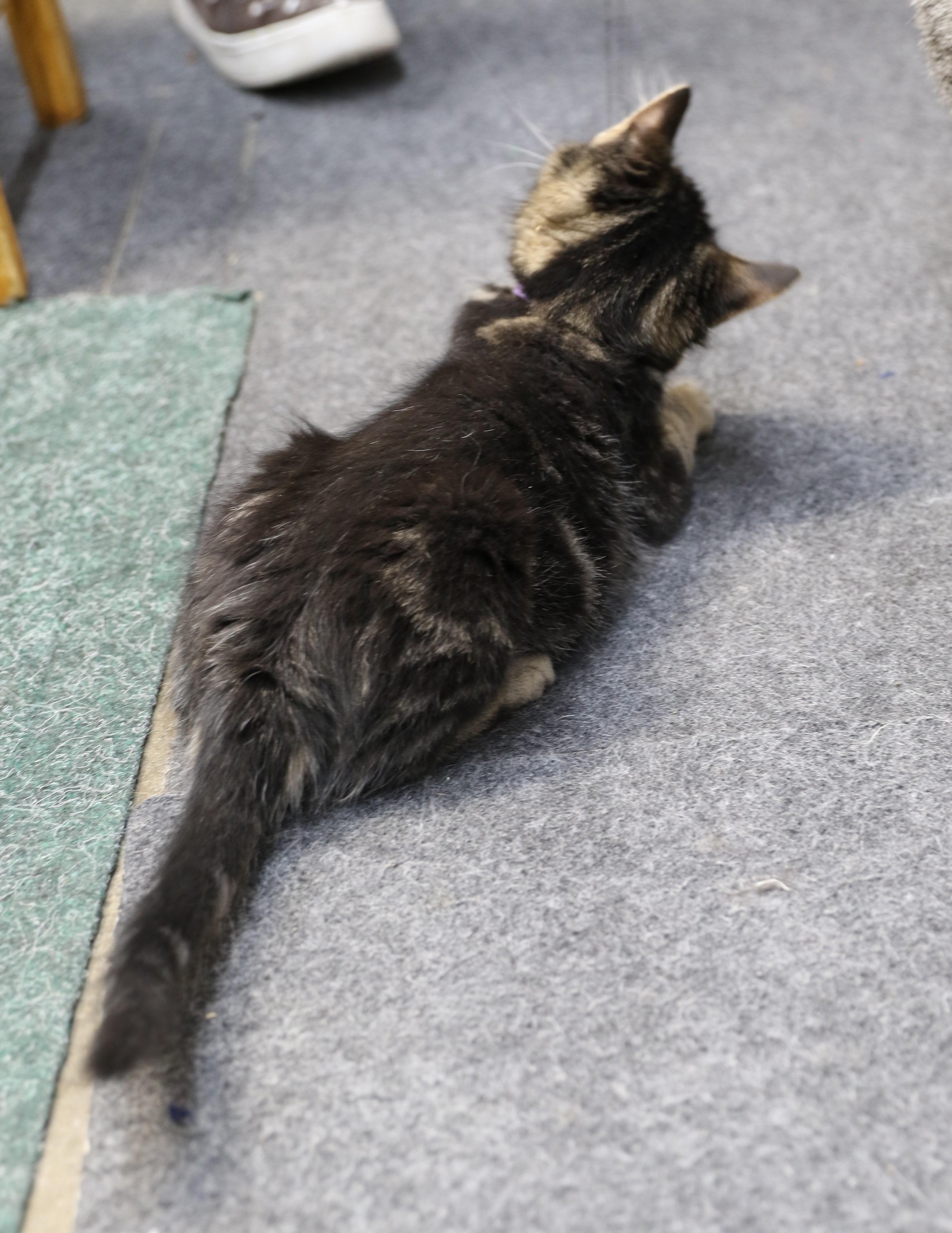 Kenny, a ADOPTABLE mixed breed in Cut Bank, MT image 4/6