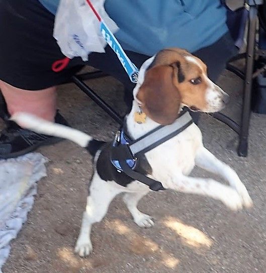 Nova, Adopted, Young Female Beagle.