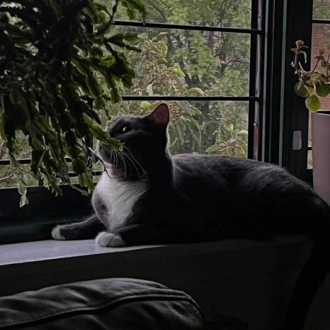 Enlarge Knox, a Adoptable Tuxedo in Bayonne, NJ image 1/3