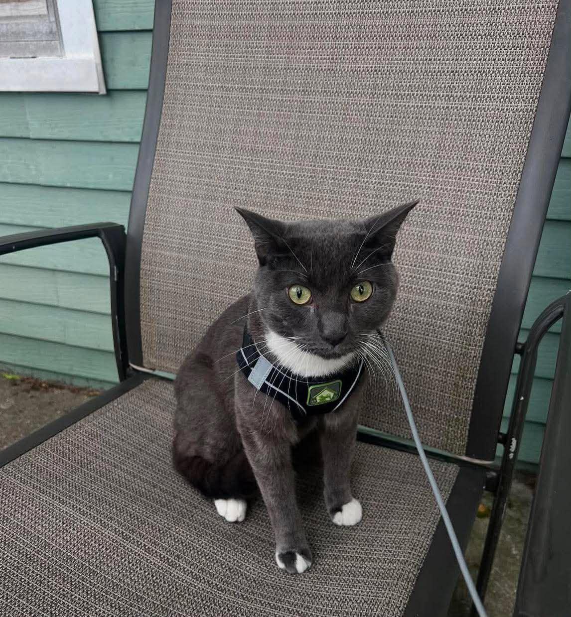 Enlarge Knox, a Adoptable Tuxedo in Bayonne, NJ image 2/3