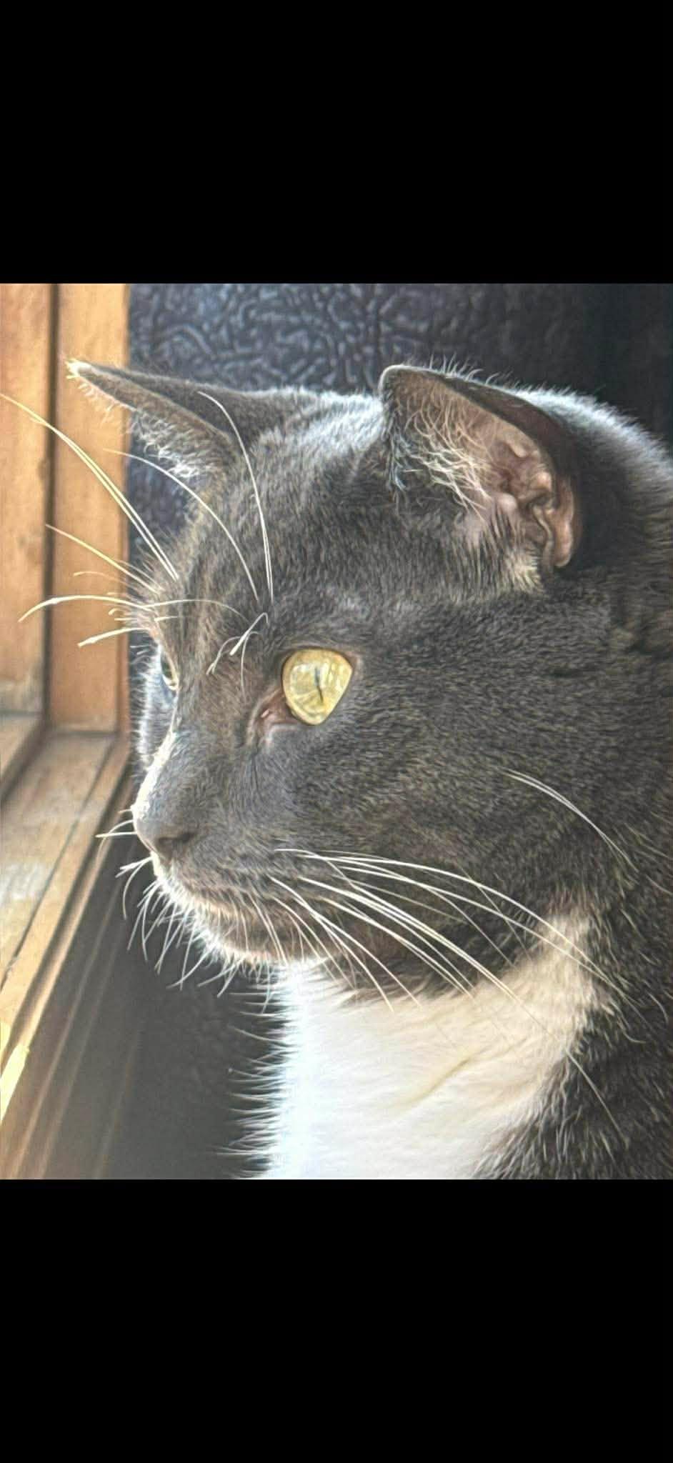 Enlarge Knox, a Adoptable Tuxedo in Bayonne, NJ image 3/3