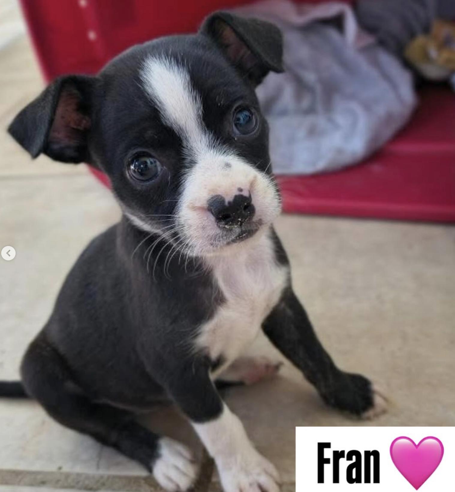 Franny  A Tough thumbnail 2