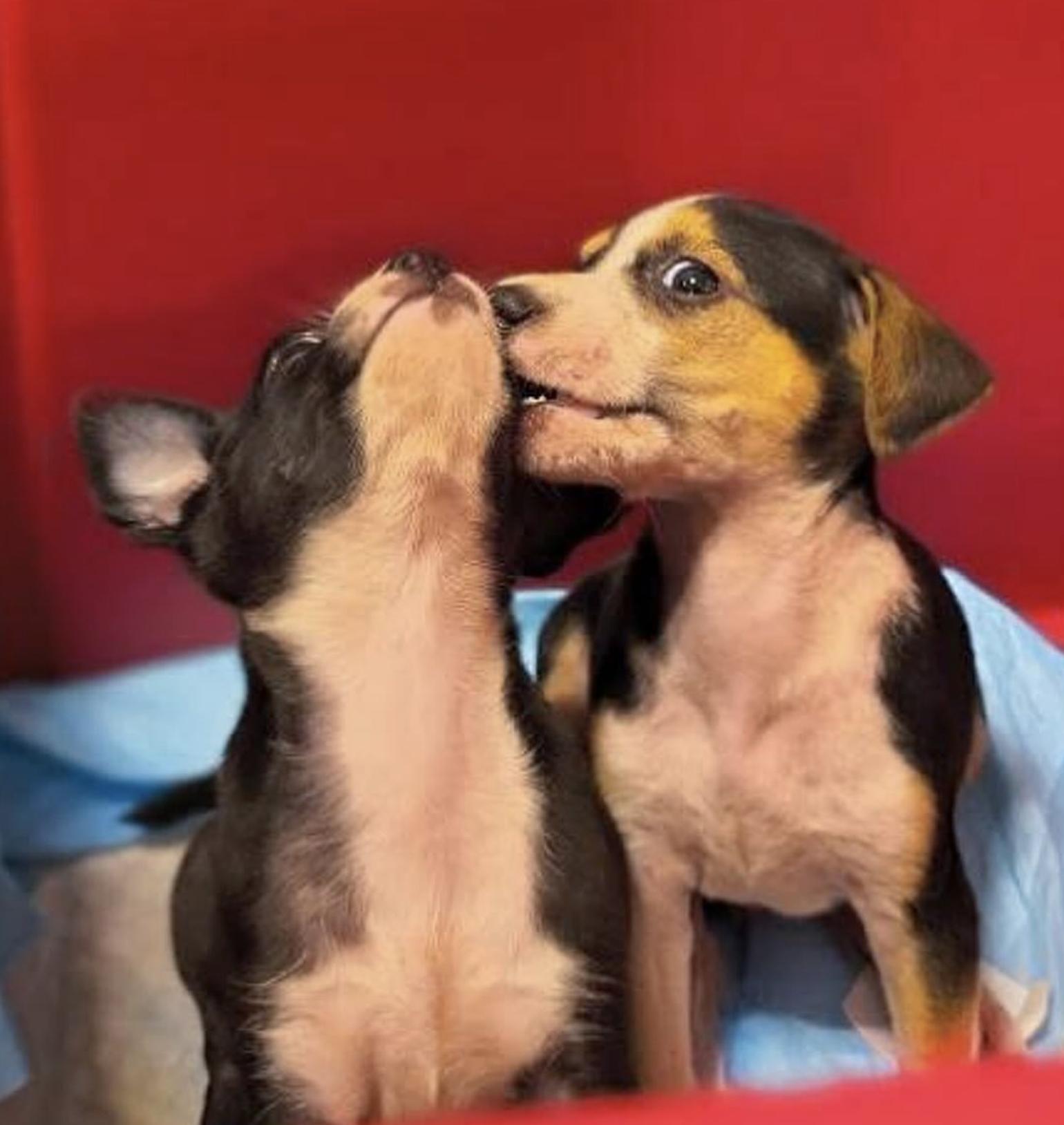 Franny  A Tough thumbnail 3