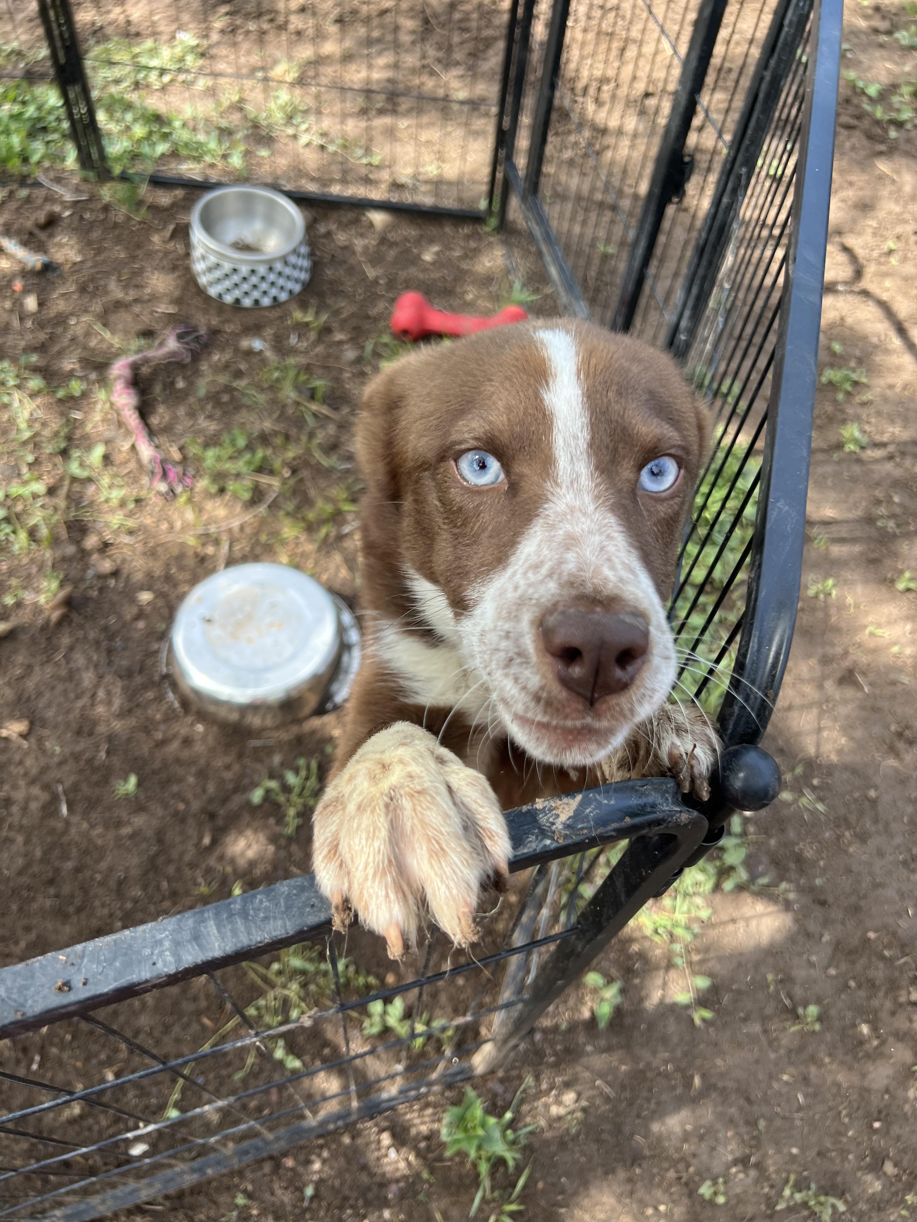 Grace, Adoptable, Puppy Female Australian Cattle Dog / Blue Heeler & Husky.