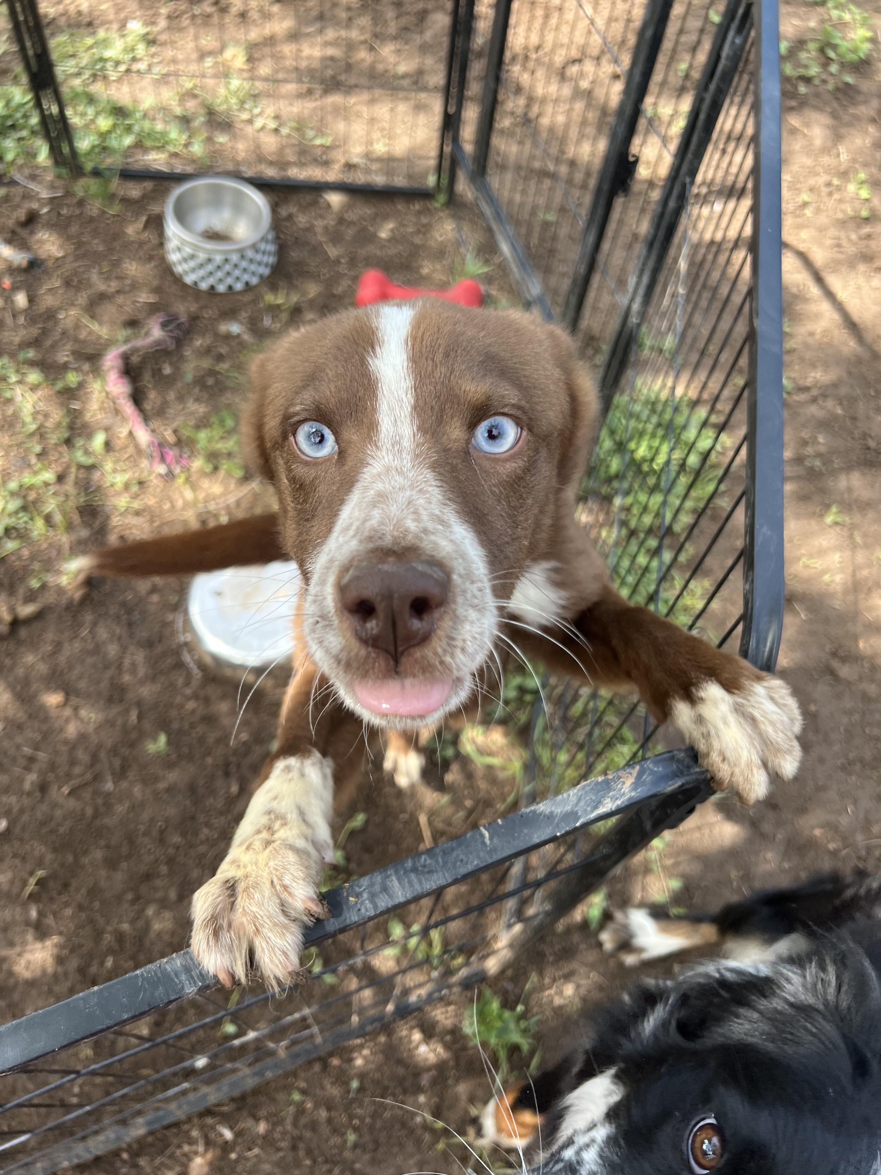 Grace, a Adoptable mixed breed in Fort Collins, CO image 6/6