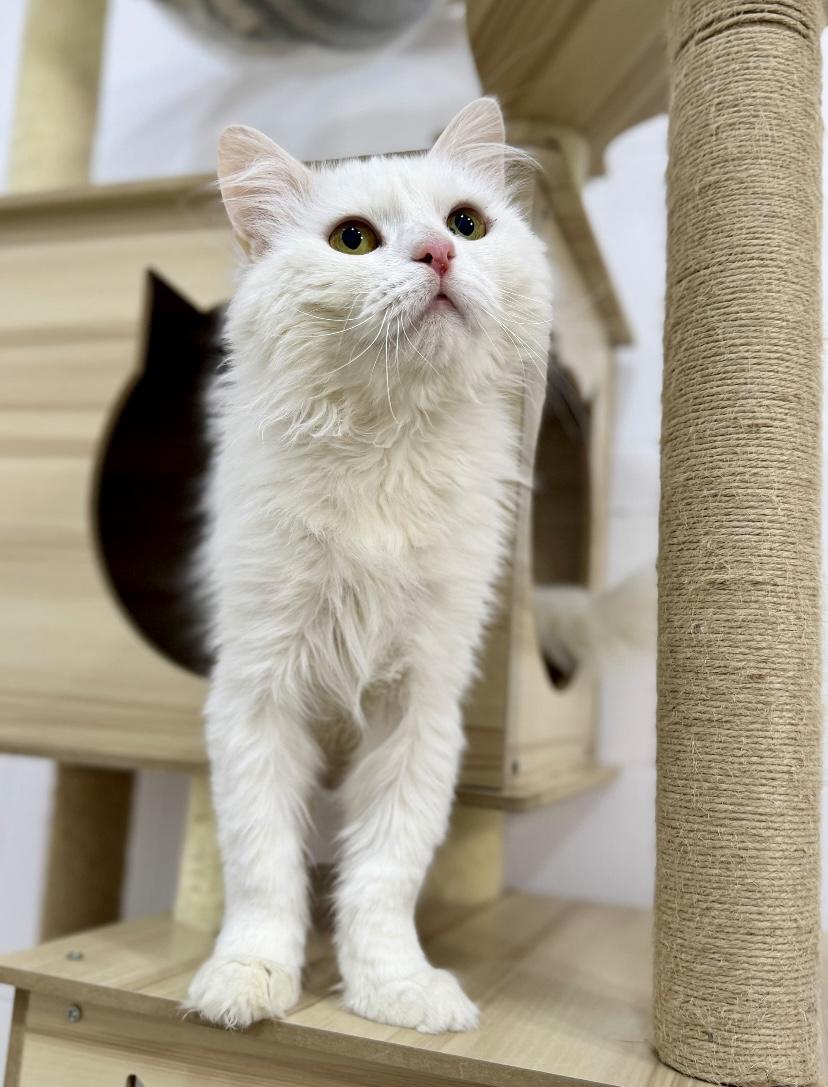 Enlarge Parm ,A Beautiful Persian Boy, a Adoptable mixed breed in Somerset, NJ image 3/5