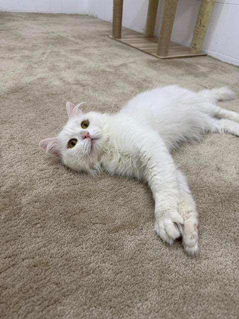 Enlarge Parm ,A Beautiful Persian Boy, a Adoptable mixed breed in Somerset, NJ image 5/5