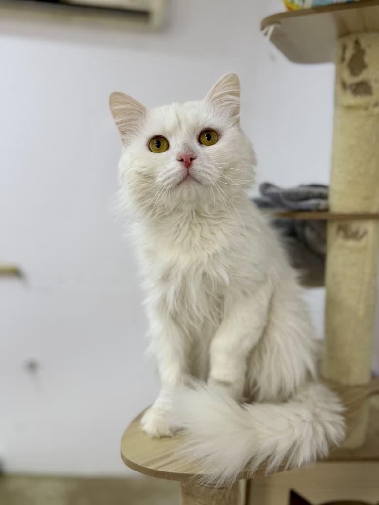 Enlarge Parm ,A Beautiful Persian Boy, a Adoptable mixed breed in Somerset, NJ image 1/5