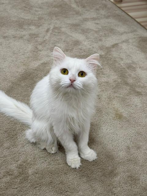 Enlarge Parm ,A Beautiful Persian Boy, a Adoptable mixed breed in Somerset, NJ image 2/5