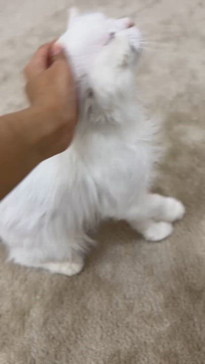Enlarge Parm ,A Beautiful Persian Boy, a Adoptable mixed breed in Somerset, NJ video 4/5