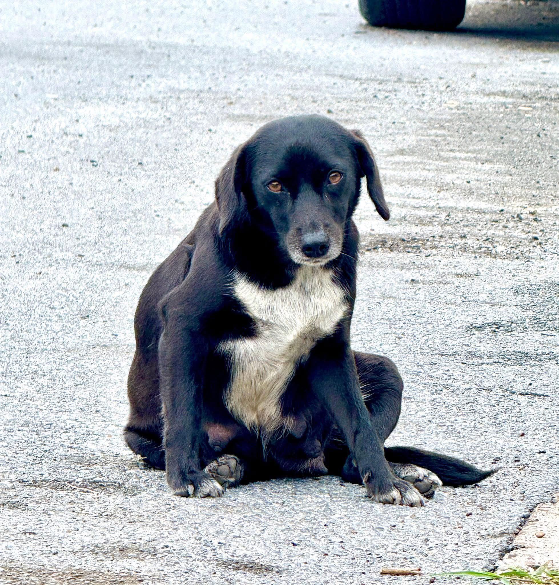 Monet — A Gentle Soul Longing for Love, a Adoptable mixed breed in St Augustine, FL image 1/6