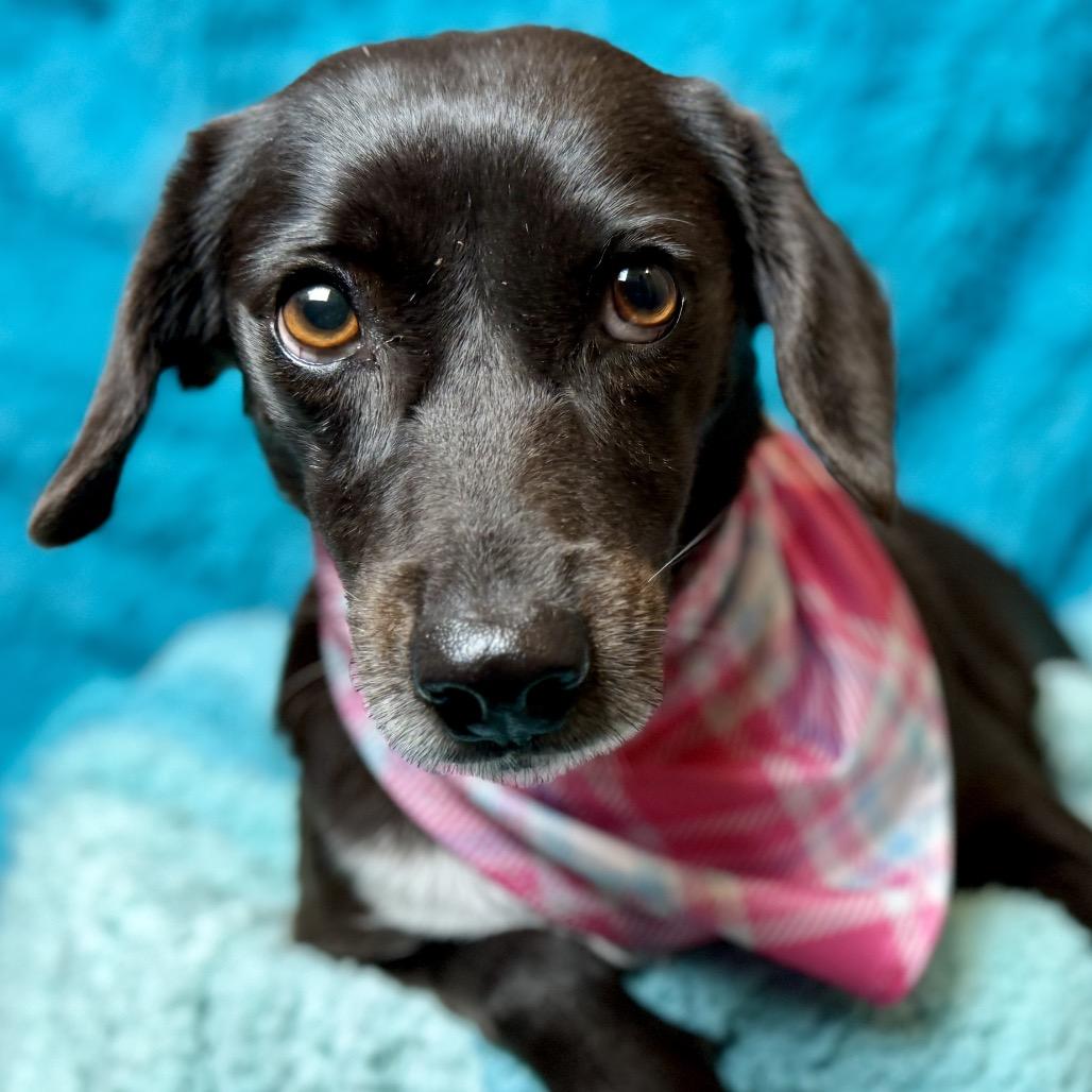 Monet — A Gentle Soul Longing for Love, a Adoptable mixed breed in St Augustine, FL image 4/6