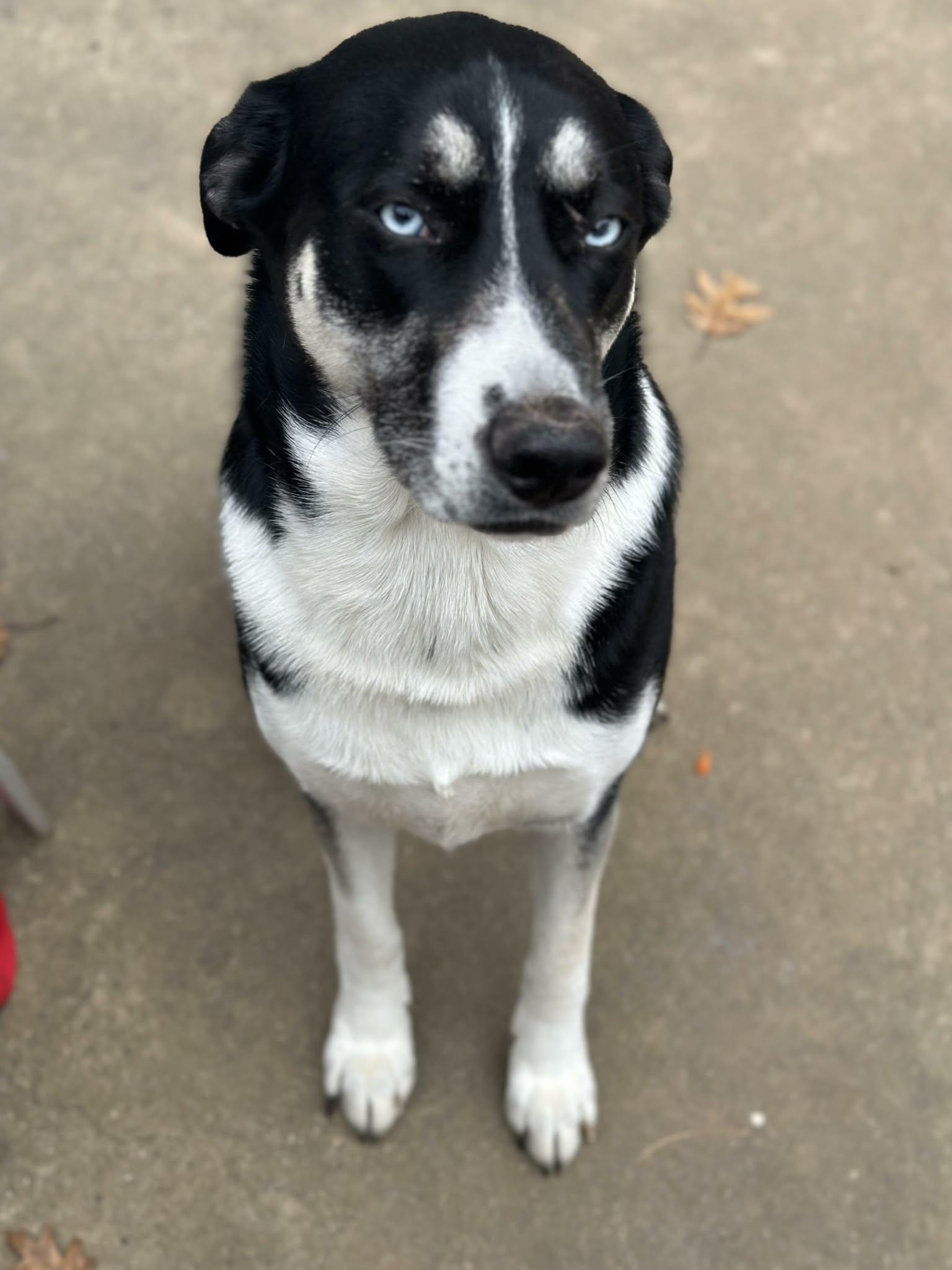 Holly ., Adoptable, Adult Female German Shepherd Dog & Husky.