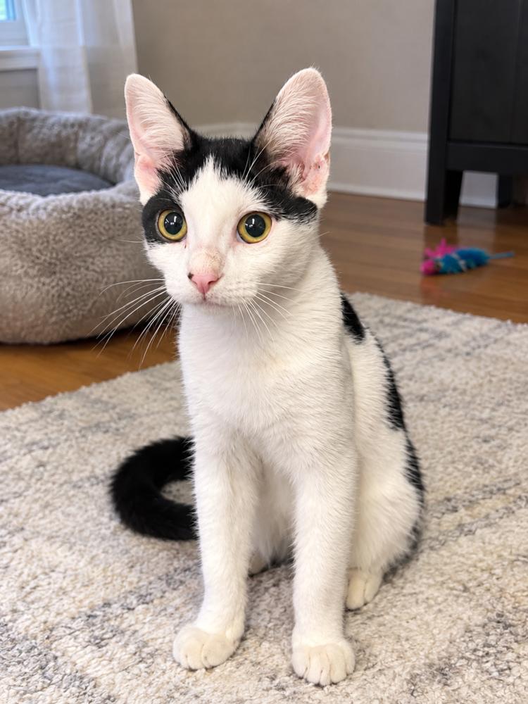 Ethel, Adoptable, Kitten Female Domestic Medium Hair.