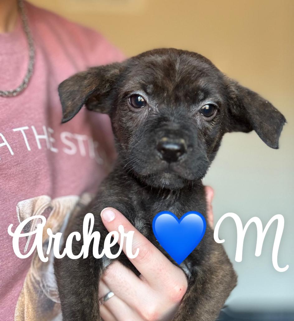 Archer, ADOPTABLE, Puppy Male Catahoula Leopard Dog & Pit Bull Terrier.