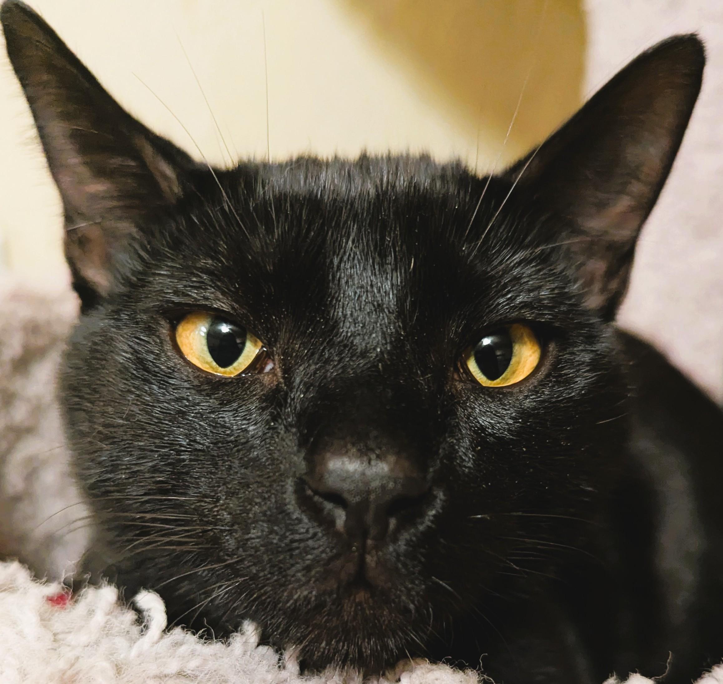 MYSTIC, ADOPTABLE, Adult Male Domestic Short Hair.