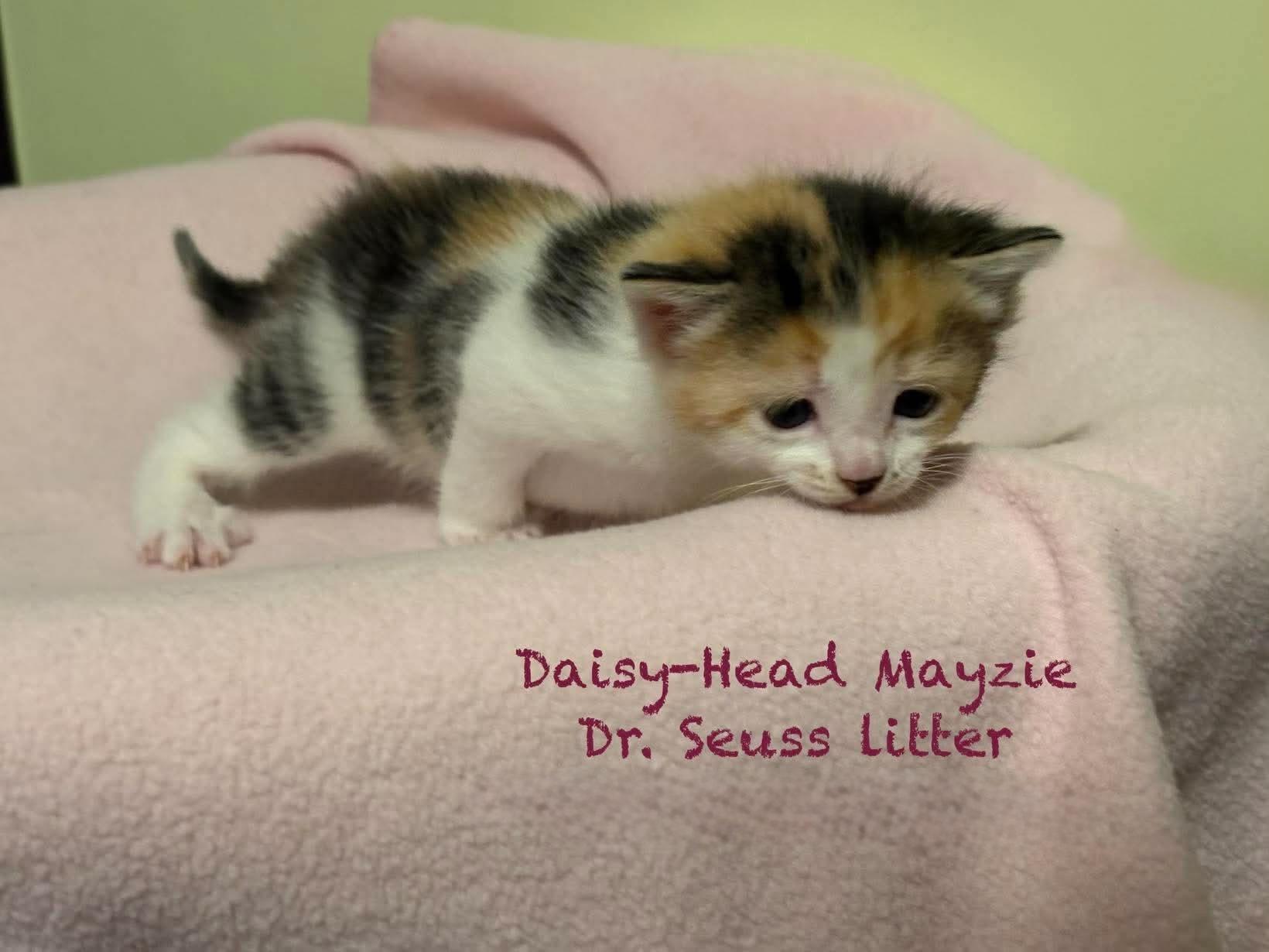 Daisy-Head Mayzie, an adopted Domestic Short Hair in New Hartford, NY image 3/4