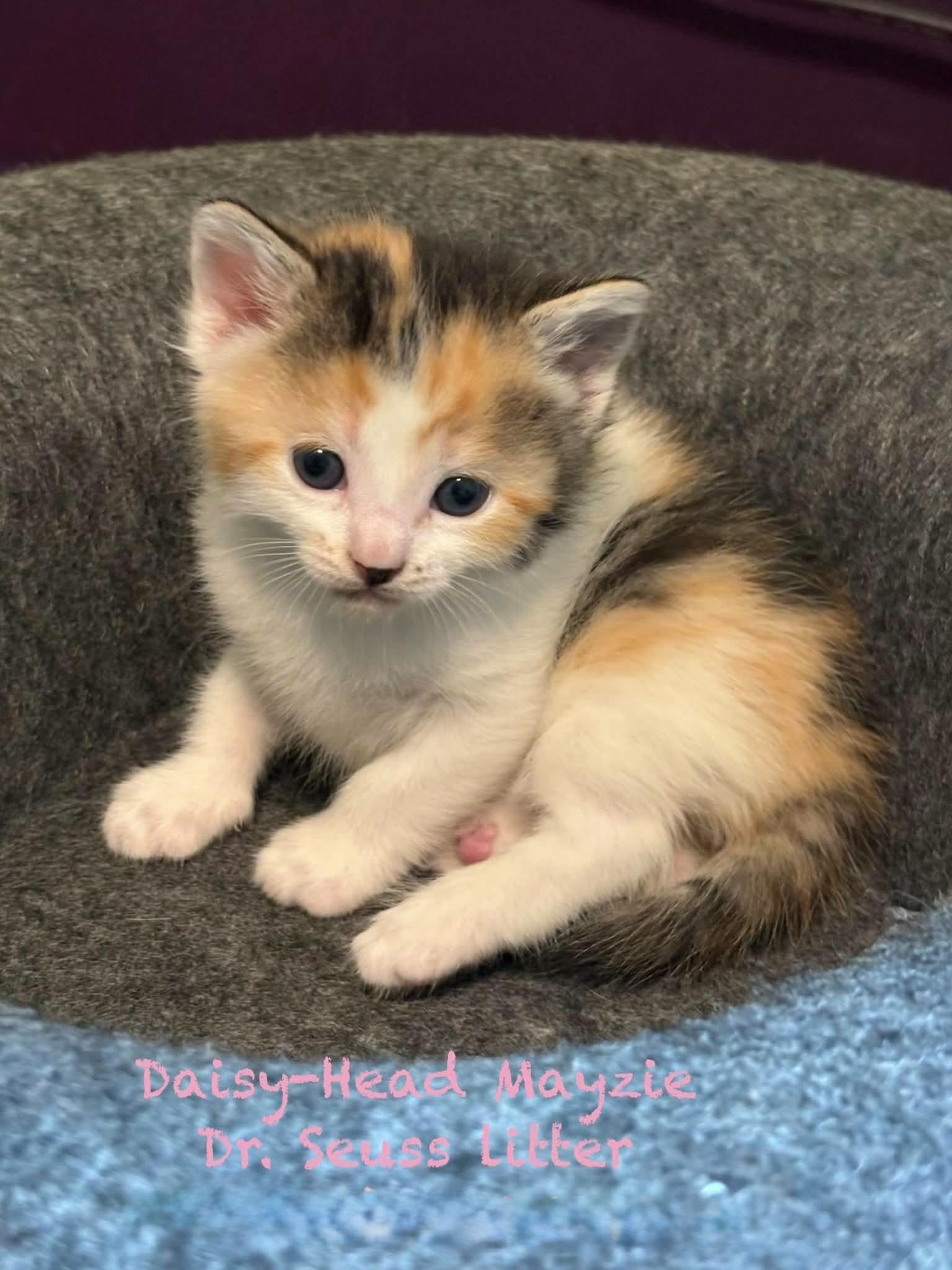 Daisy-Head Mayzie, an adopted Domestic Short Hair in New Hartford, NY image 2/4