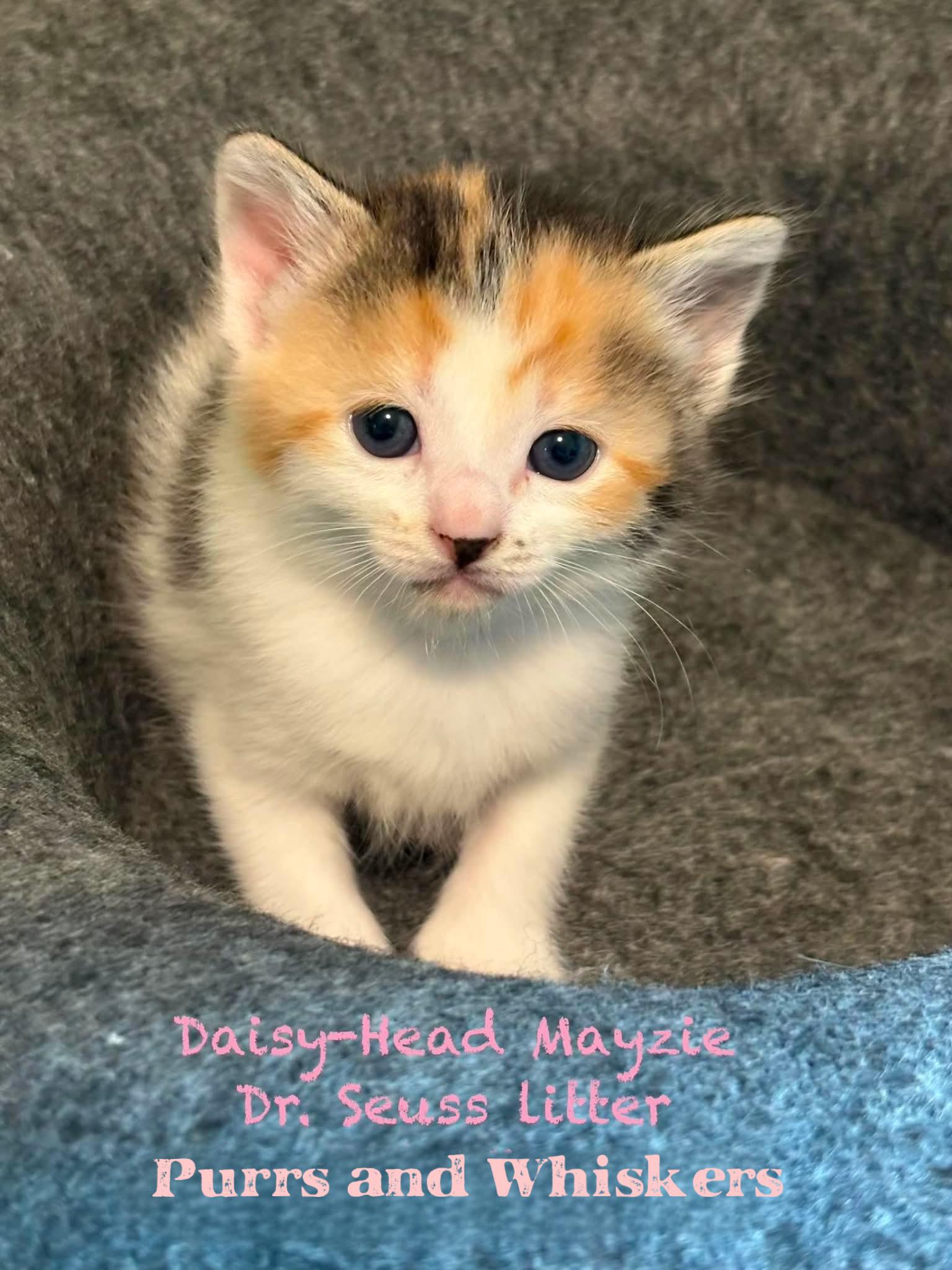Daisy-Head Mayzie, an adopted Domestic Short Hair in New Hartford, NY image 1/4