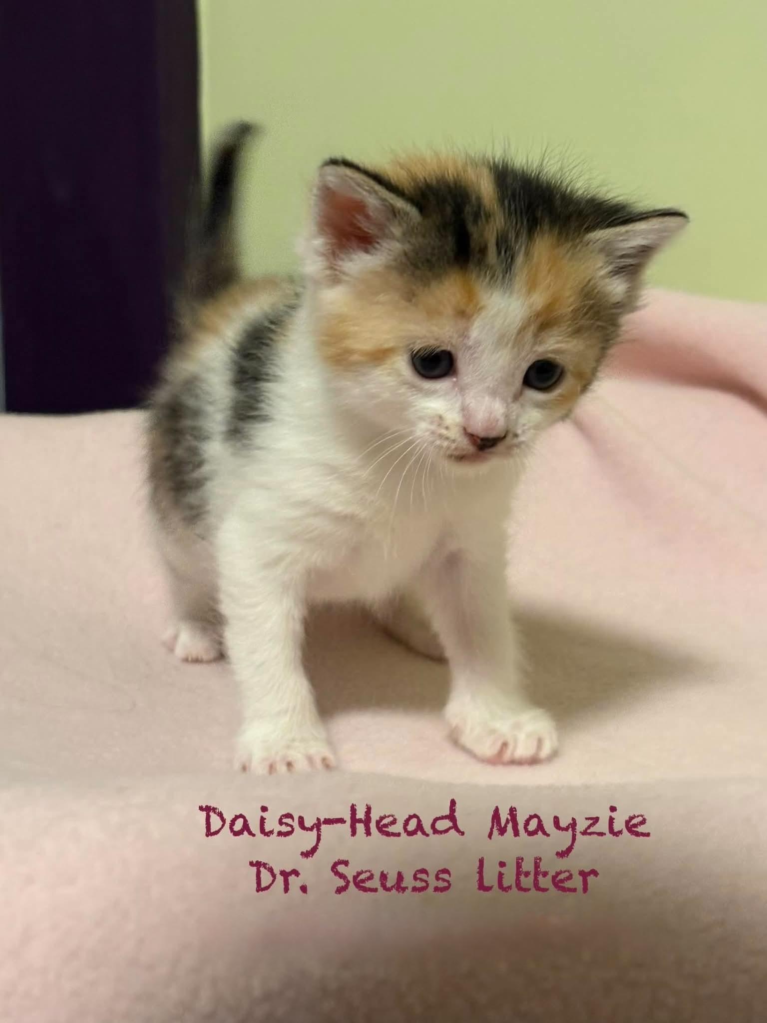 Daisy-Head Mayzie, an adopted Domestic Short Hair in New Hartford, NY image 4/4
