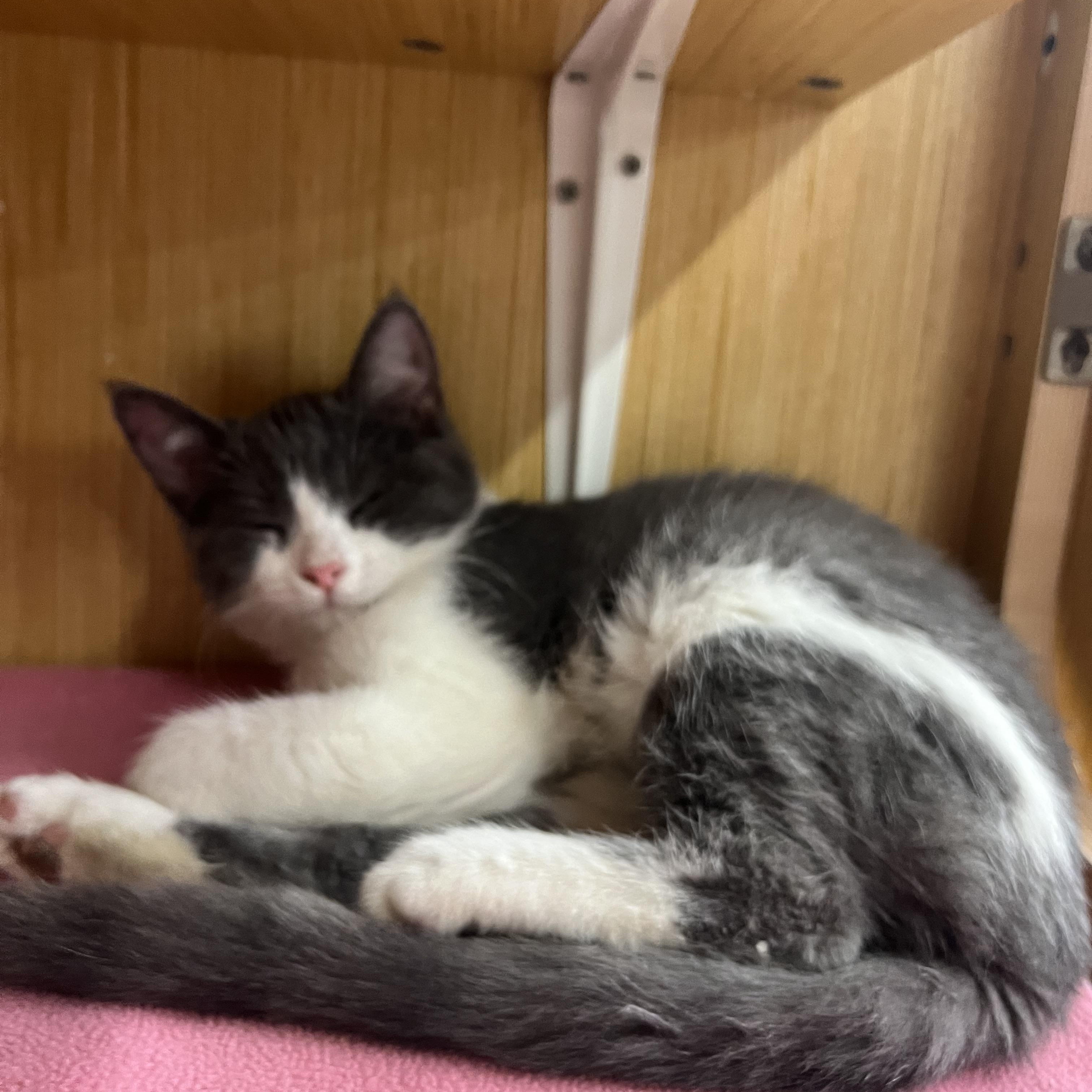 Daisy & Peach, ADOPTABLE, Kitten Female Domestic Short Hair.