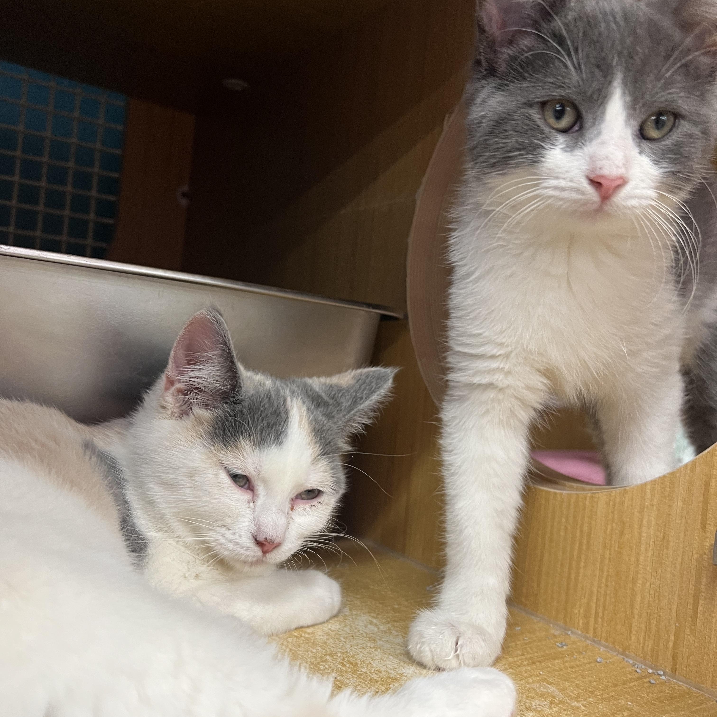 Daisy & Peach, a ADOPTABLE Domestic Short Hair in Manhattan, KS image 3/3
