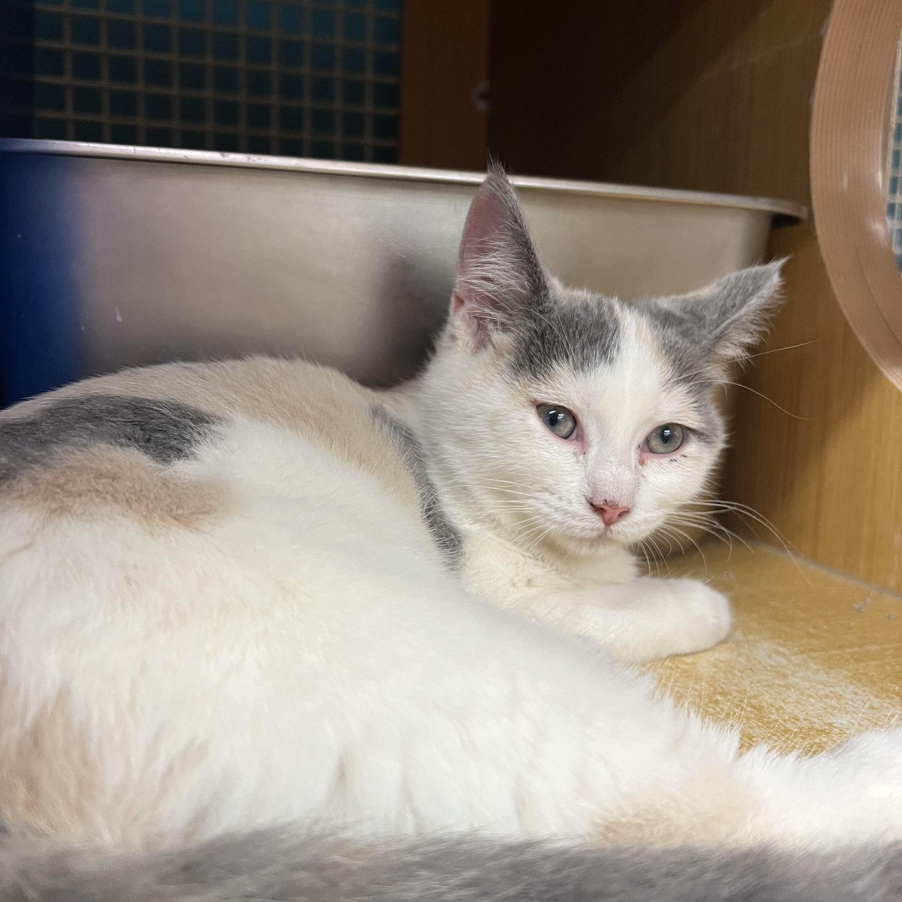 Daisy & Peach, a ADOPTABLE Domestic Short Hair in Manhattan, KS image 2/3