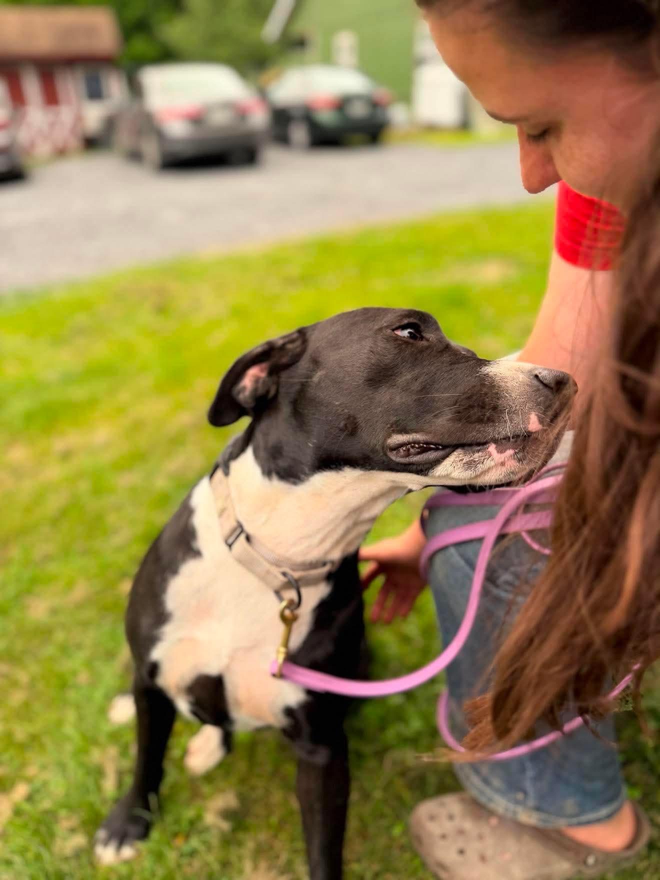 Enlarge Enya, an adopted mixed breed in Argyle, NY image 2/2