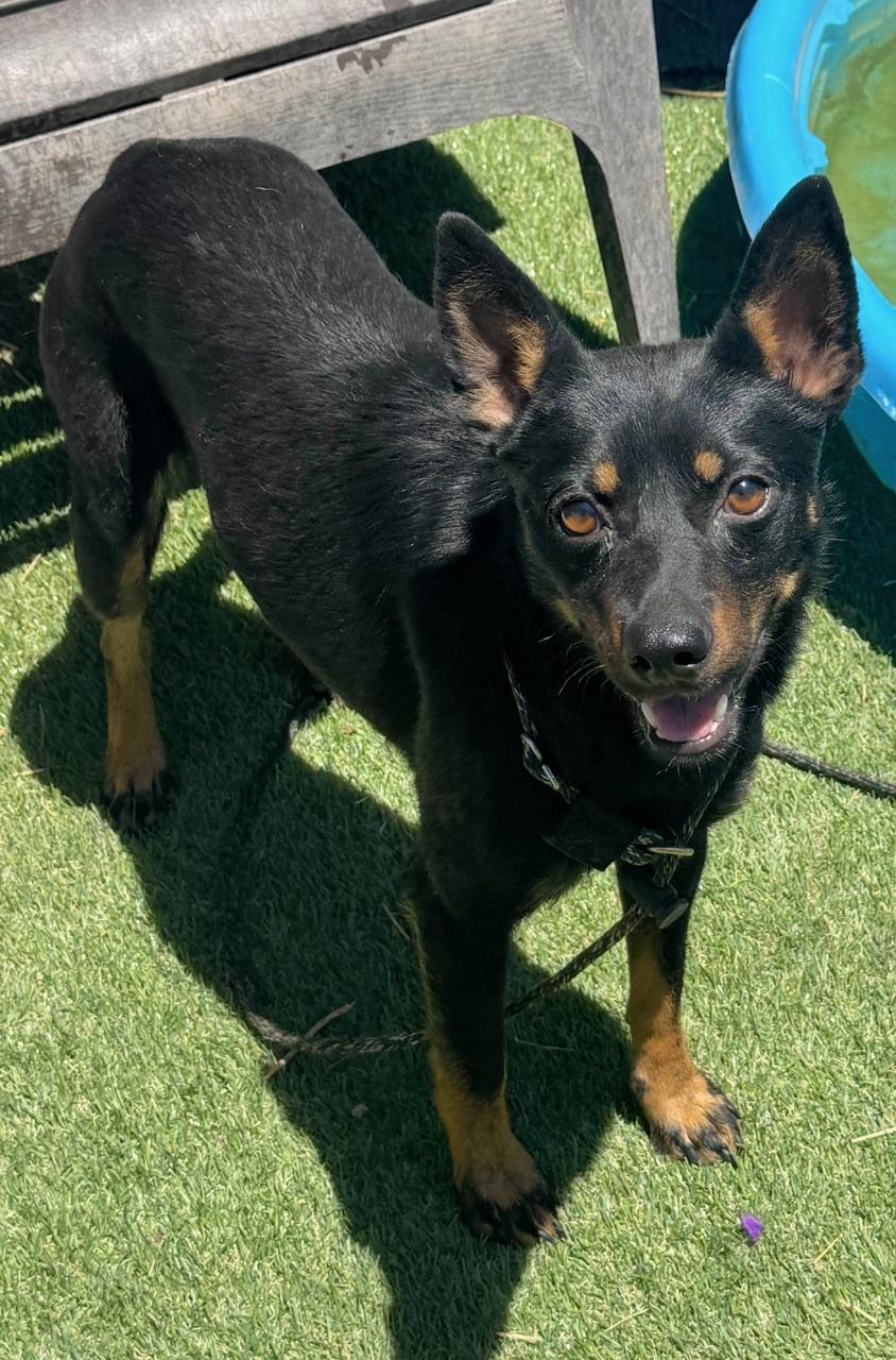 Nix, a ADOPTABLE mixed breed in Albuquerque, NM image 2/3