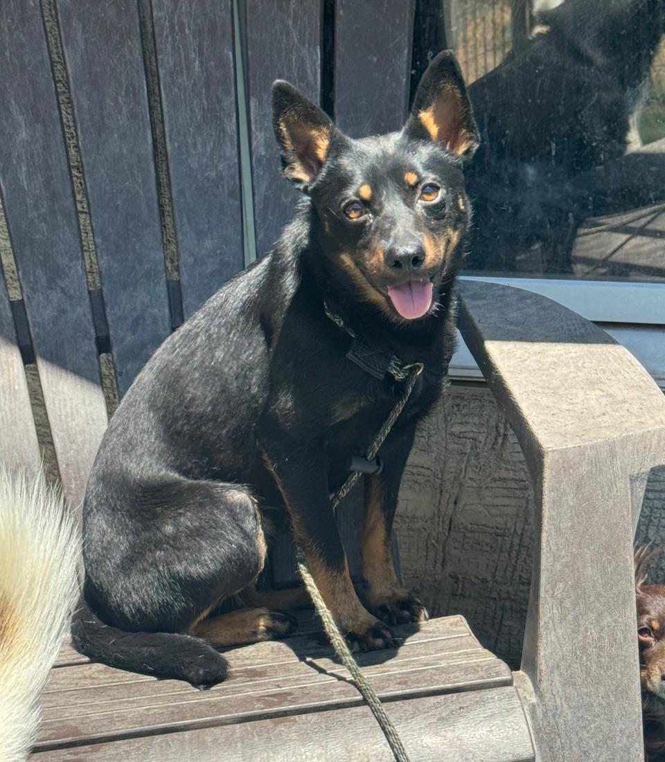 Nix, a ADOPTABLE mixed breed in Albuquerque, NM image 3/3