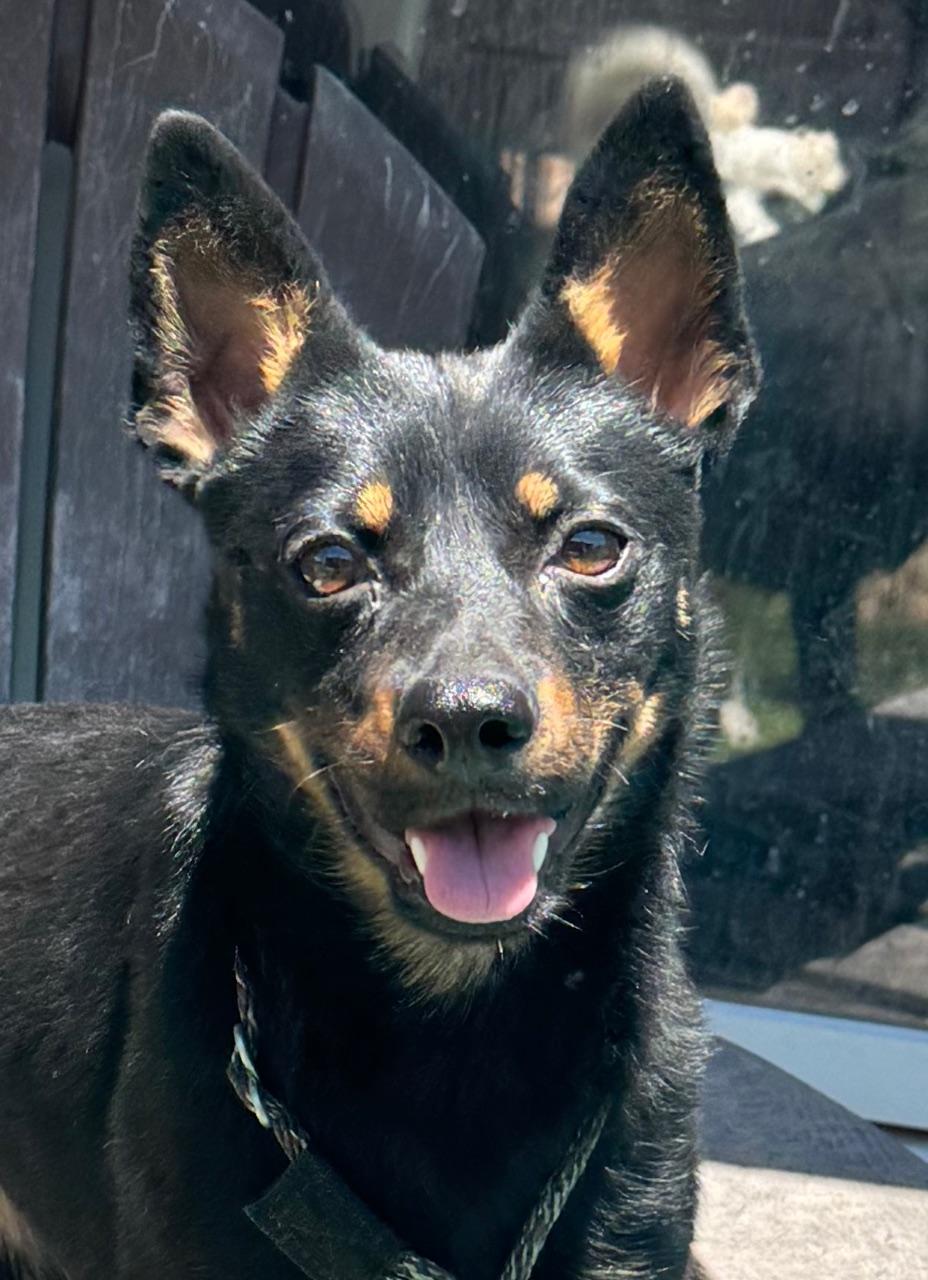 Nix, ADOPTABLE, Adult Female Pug & Chihuahua.